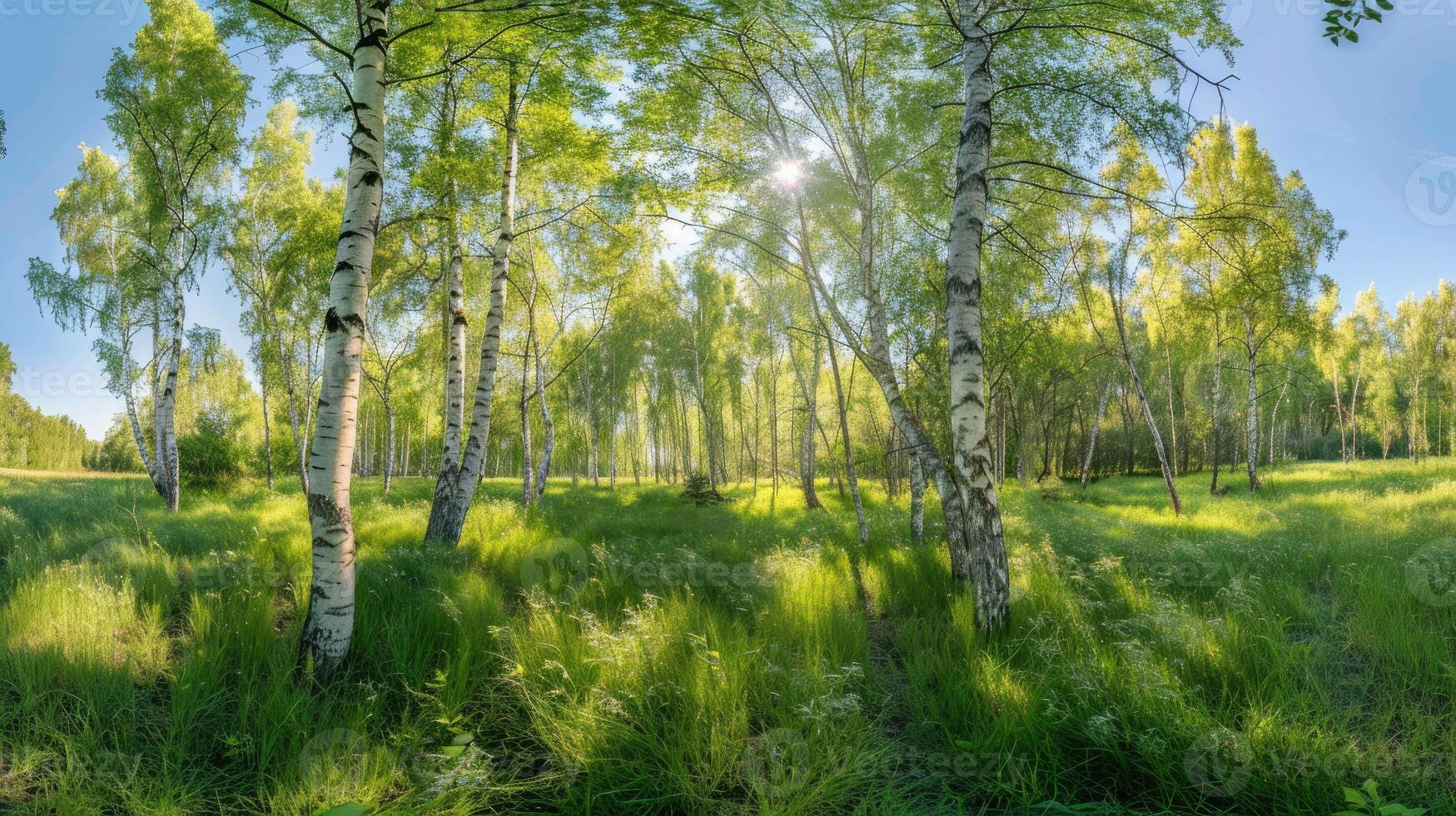 Summer birch forest, beautiful landscape. Birch tree forest photo