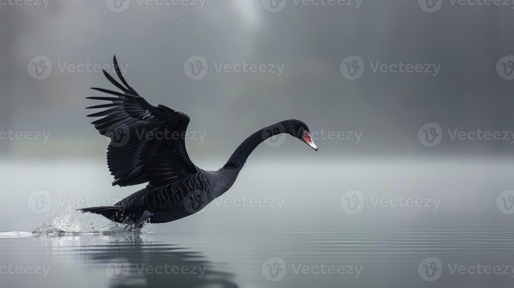 Graceful black swan taking off from water on a foggy lake showcasing elegance. photo