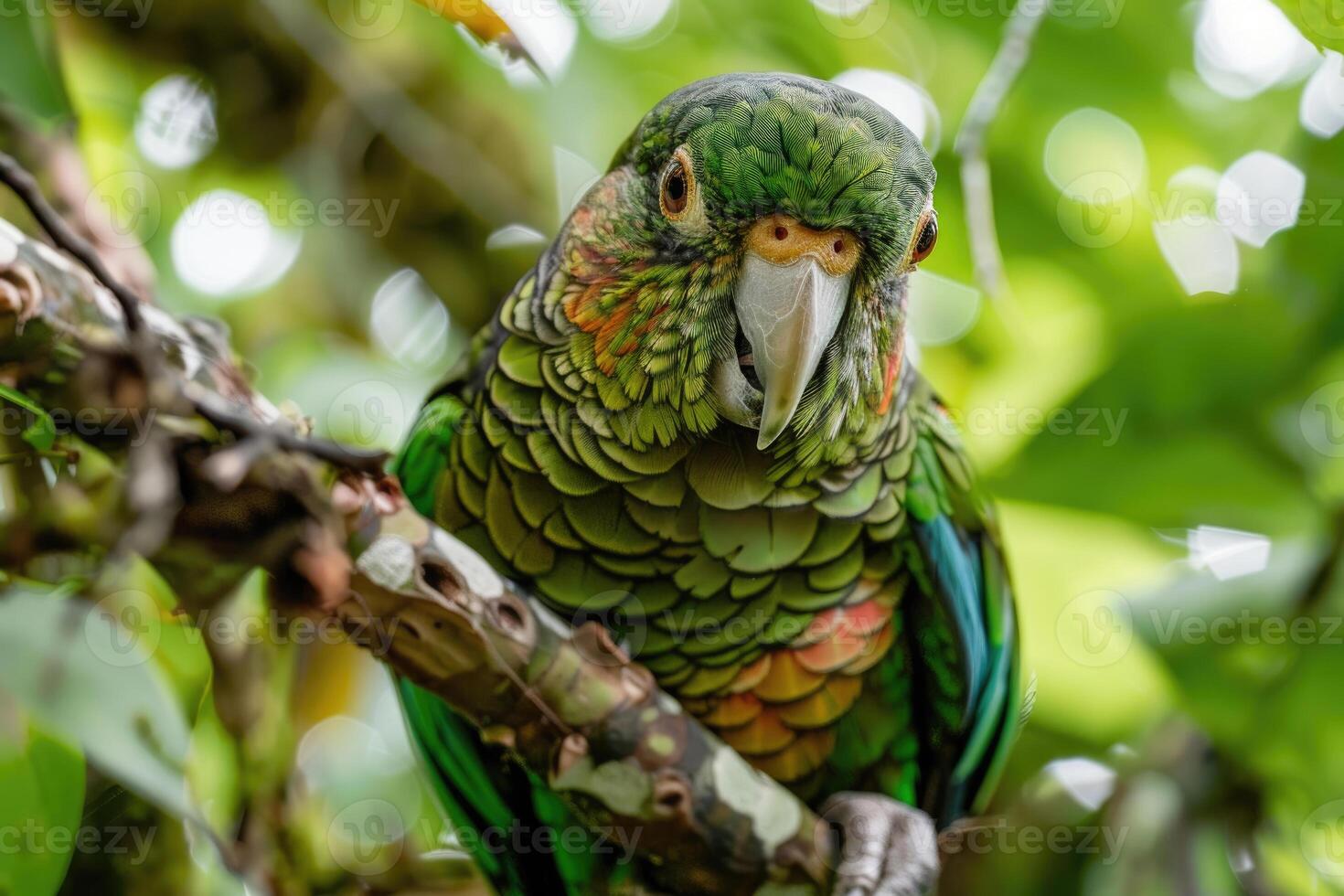 A playful parrot perched on a branch looks at the camera. photo