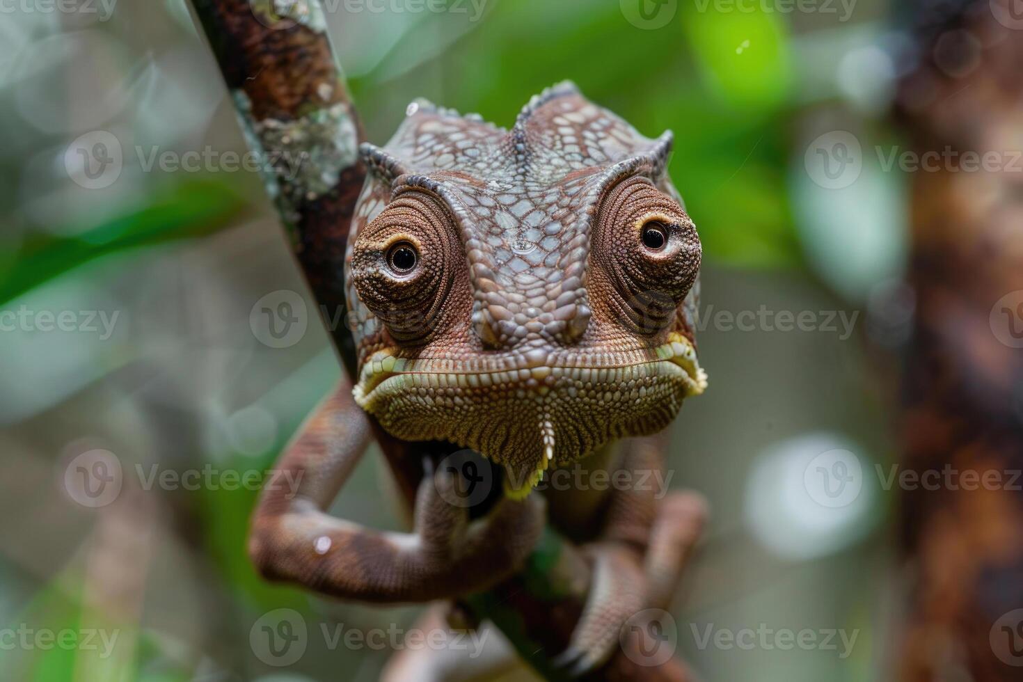 A curious chameleon clings to a branch, looking at the camera. photo