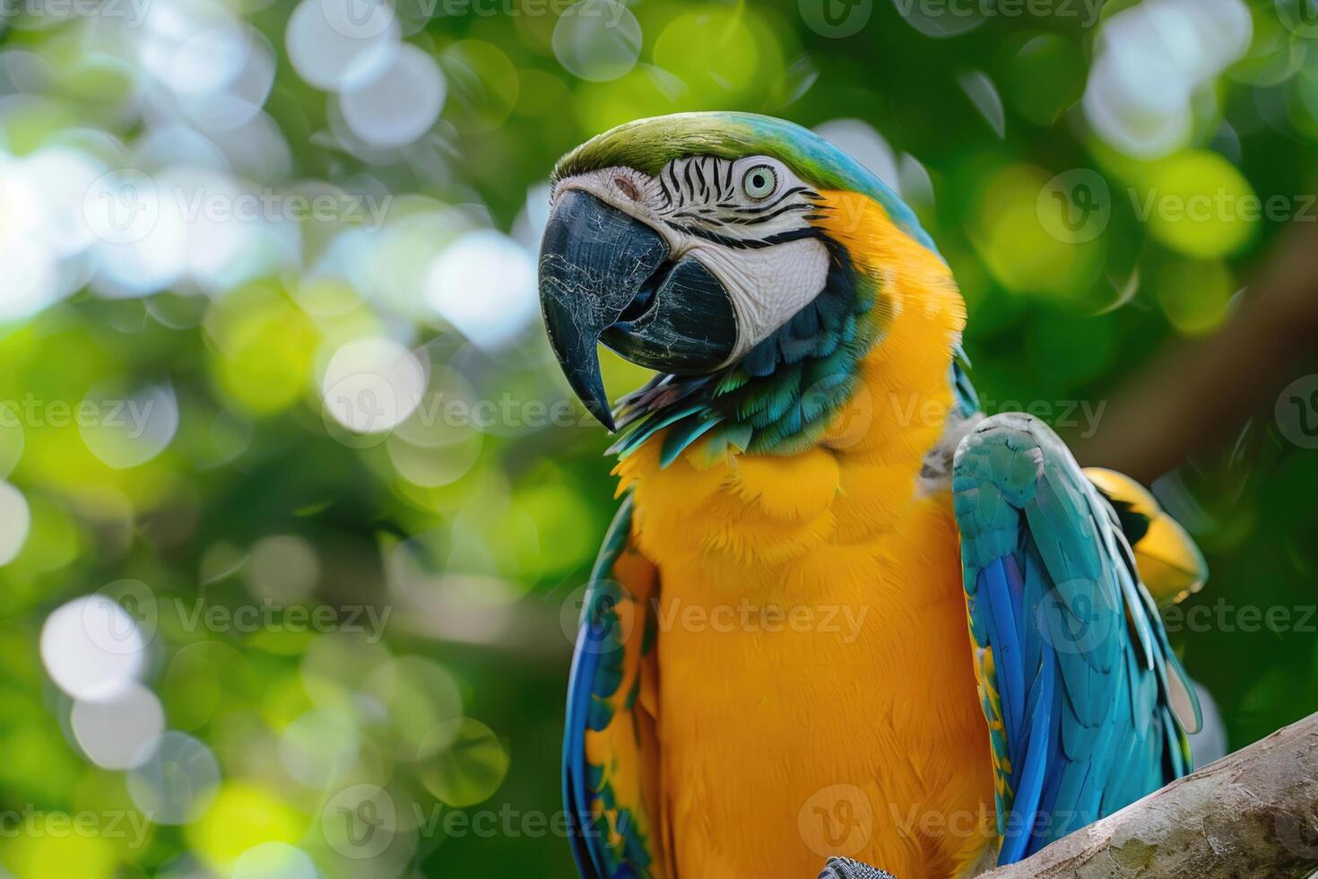 A playful parrot perched on a branch looks at the camera. photo