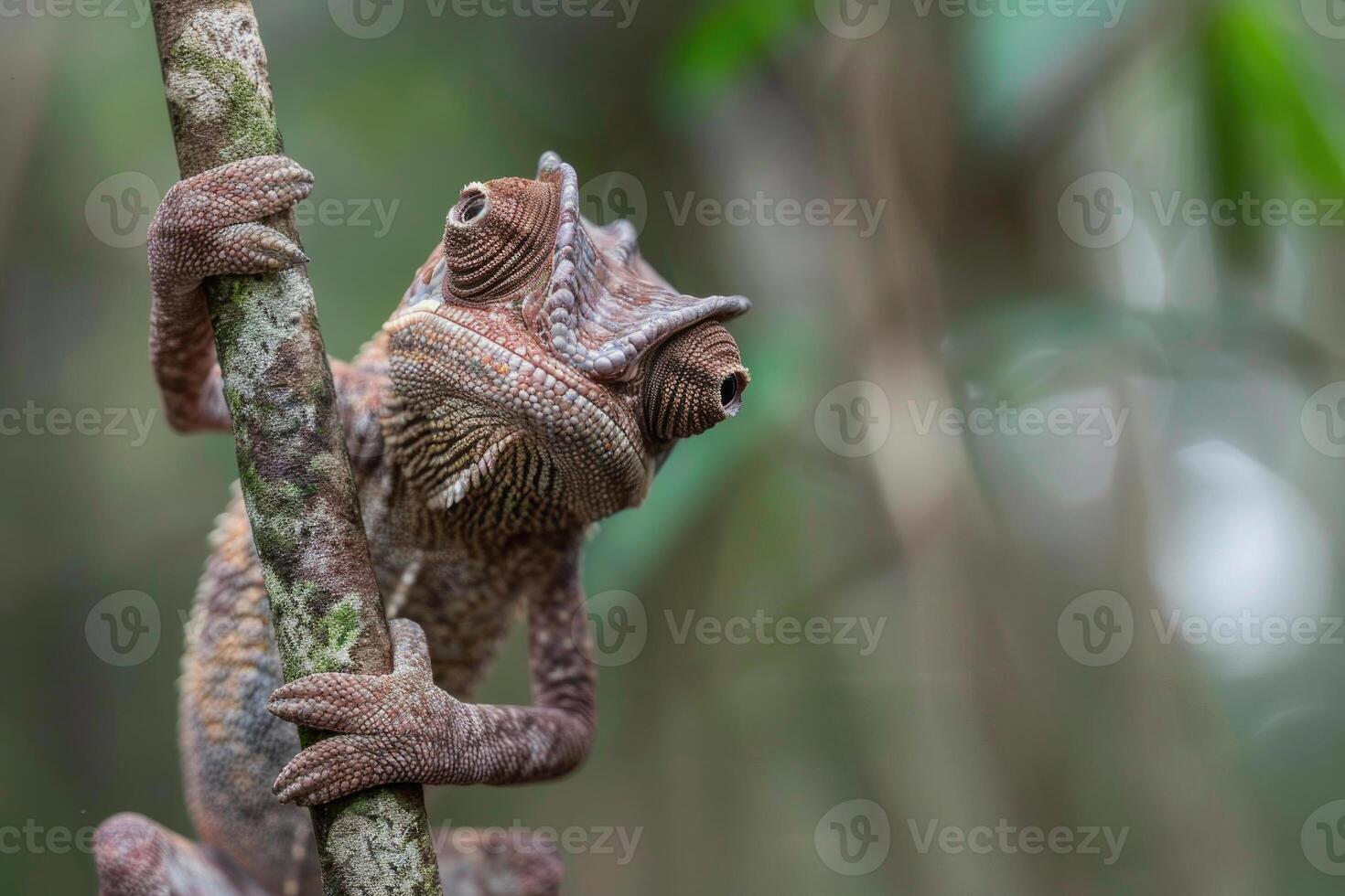 A curious chameleon clings to a branch, looking at the camera. photo