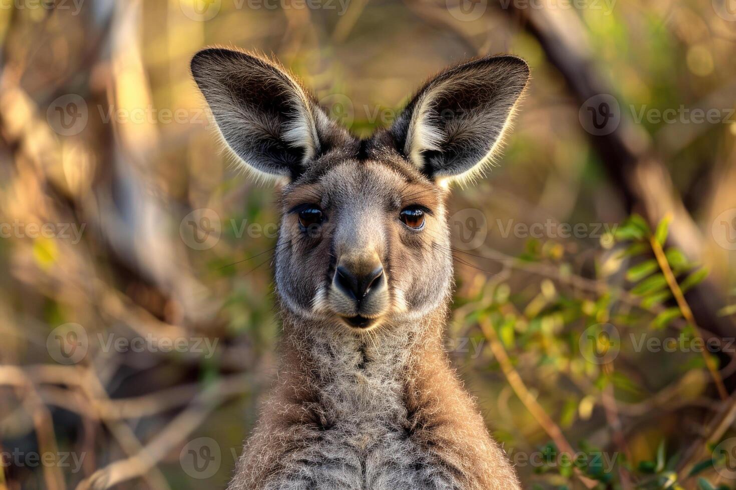 A curious kangaroo looks directly into the camera. photo