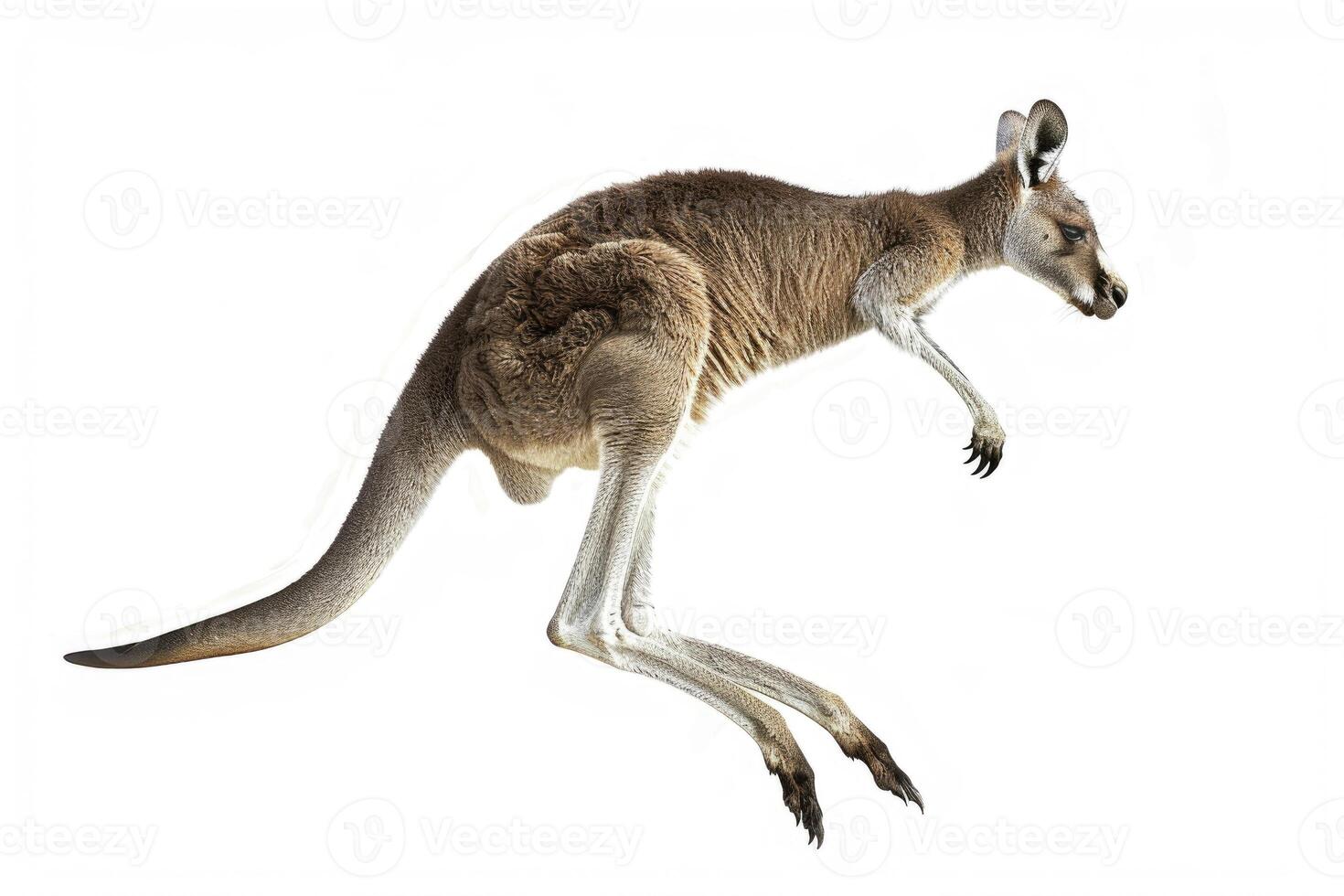 A kangaroo mid-jump in the air. photo