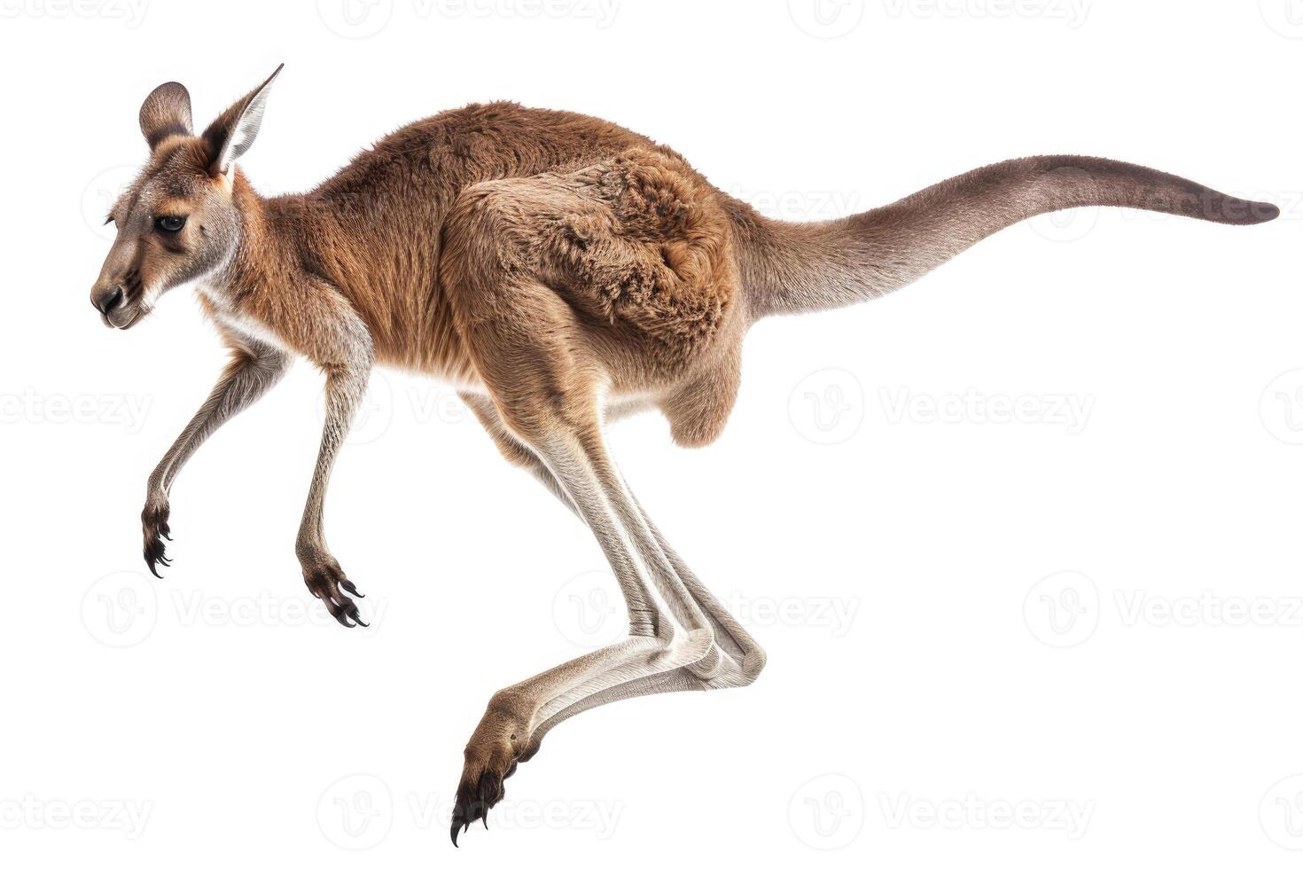 A kangaroo mid-jump in the air. photo