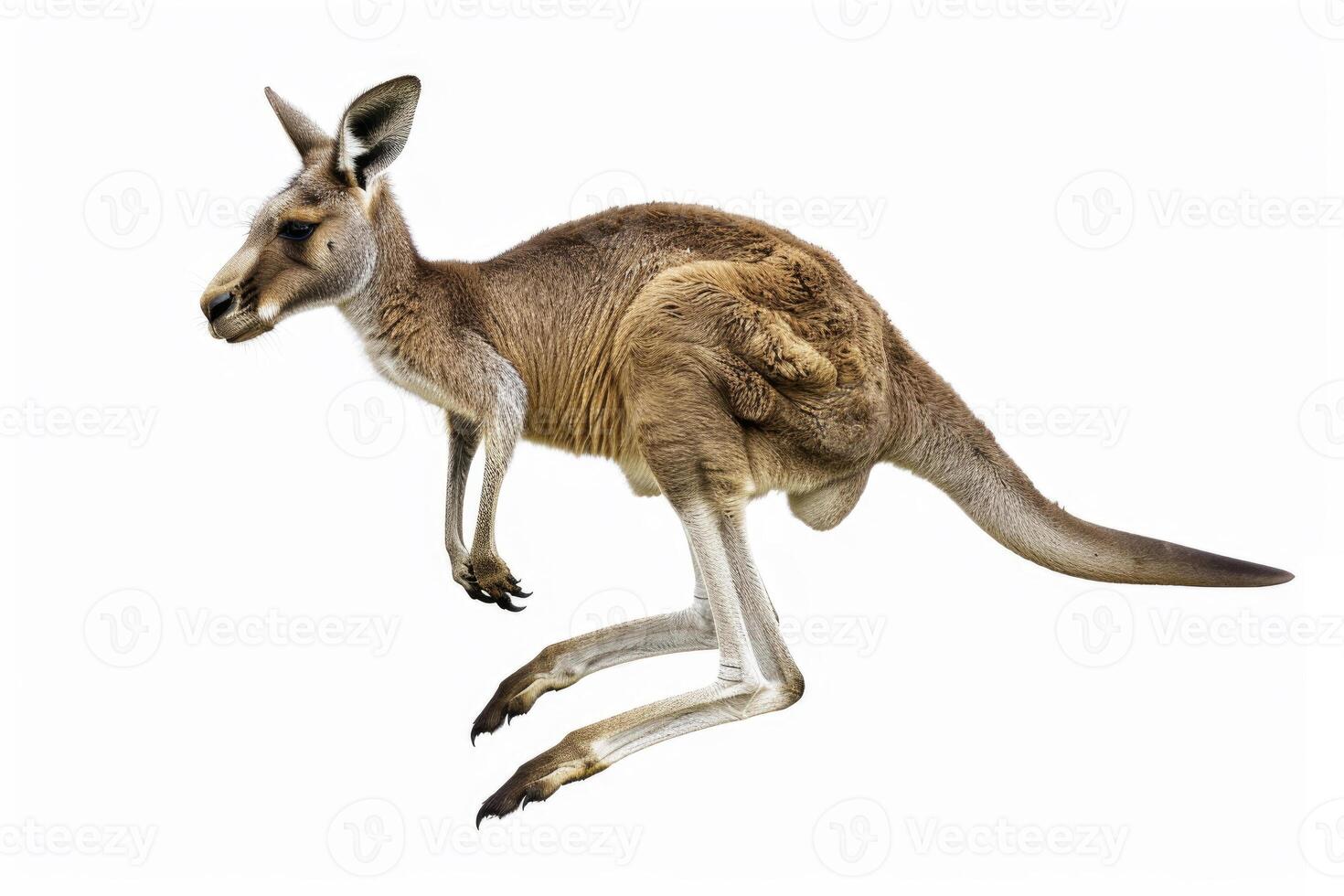 A kangaroo mid-jump in the air. photo