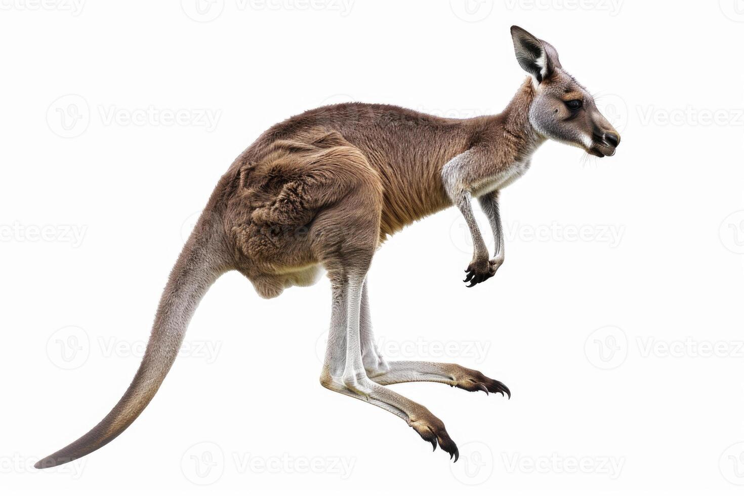 A kangaroo mid-jump in the air. photo