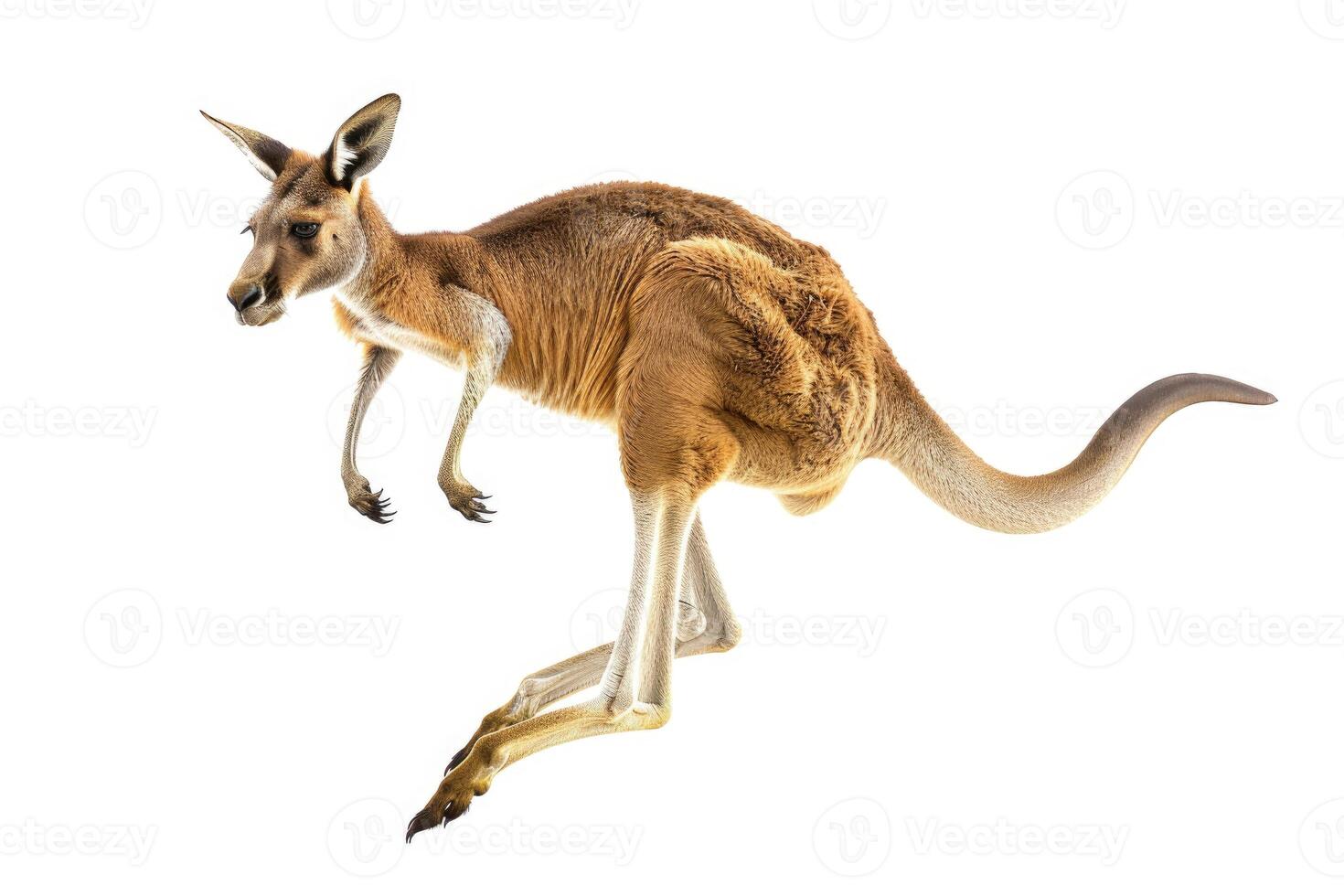 A kangaroo mid-jump in the air. photo