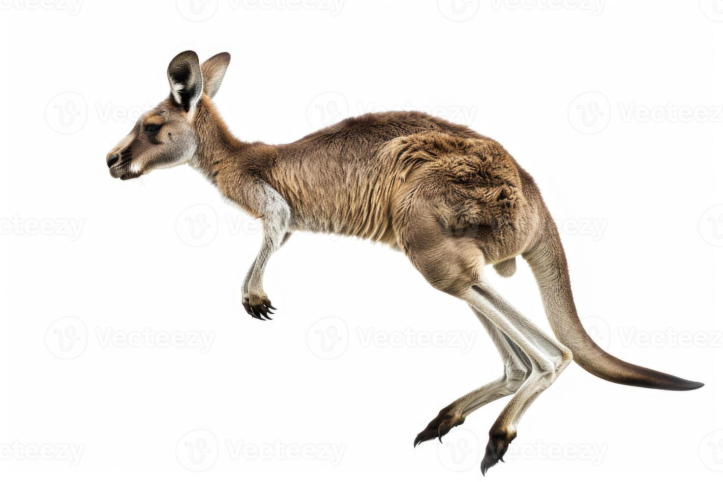 A kangaroo mid-jump in the air. photo