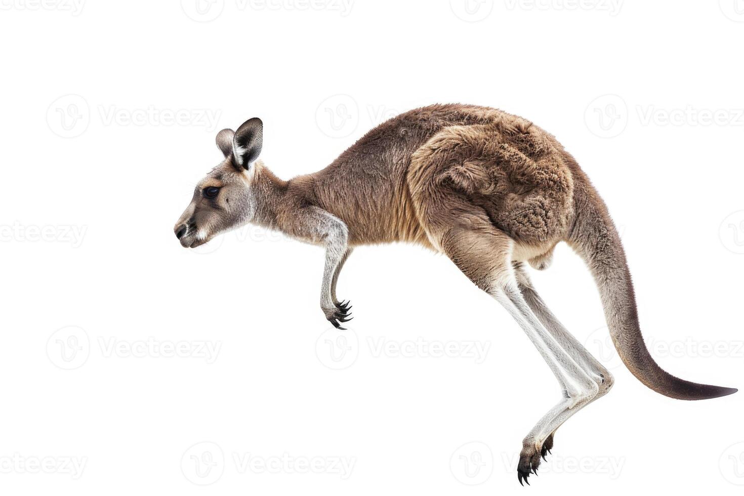 A kangaroo mid-jump in the air. photo