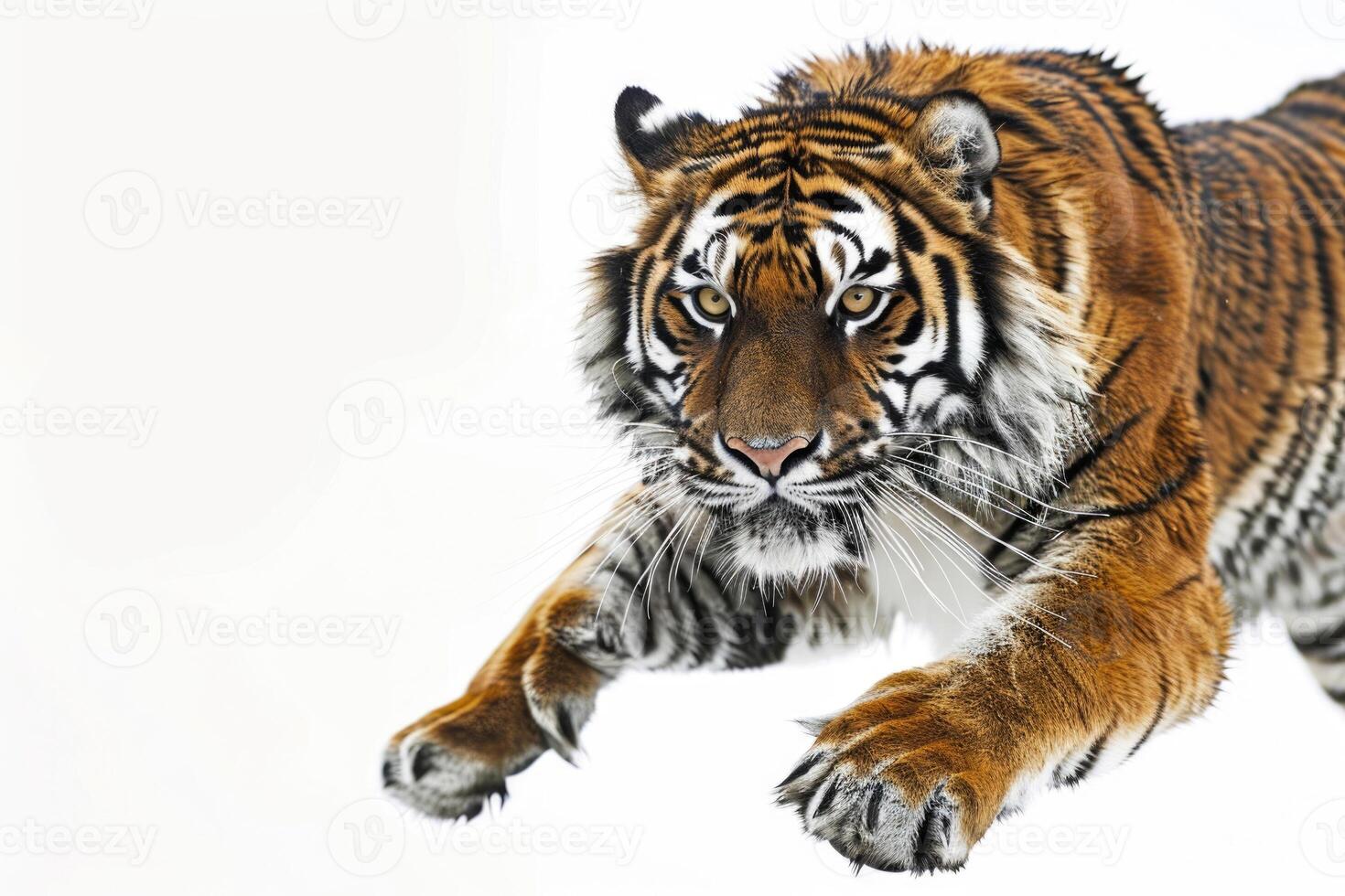 A tiger pouncing in mid-air. photo