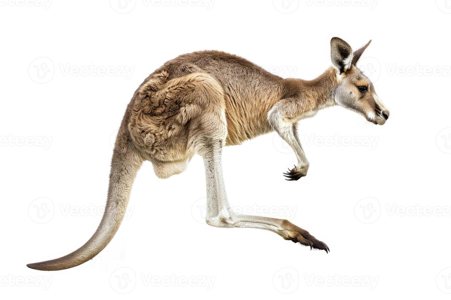 A kangaroo mid-jump in the air. photo