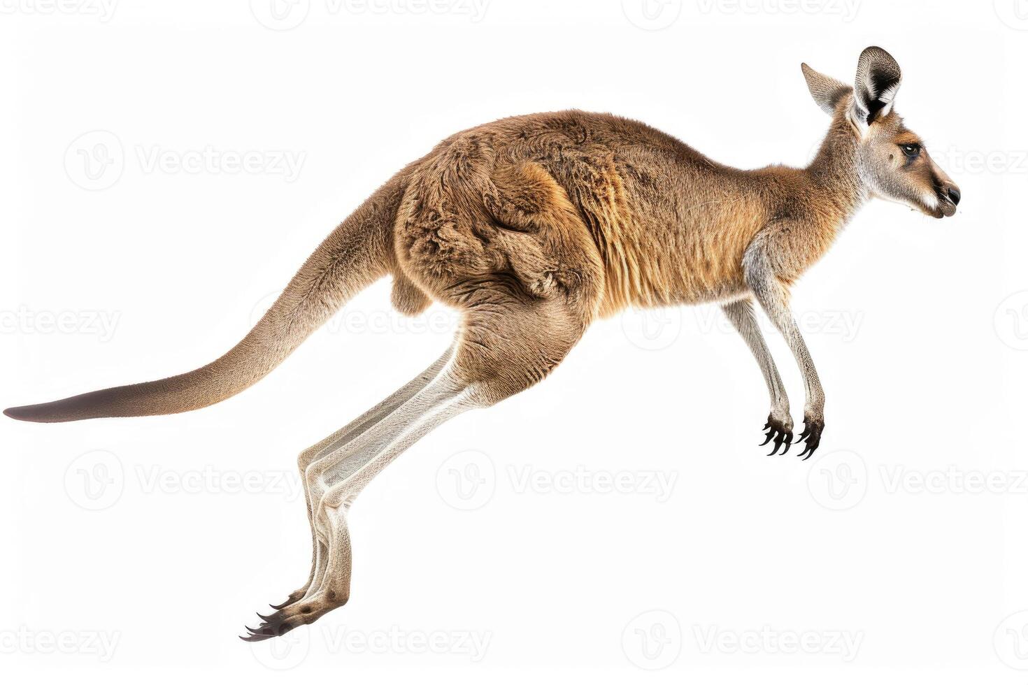 A kangaroo mid-jump in the air. photo