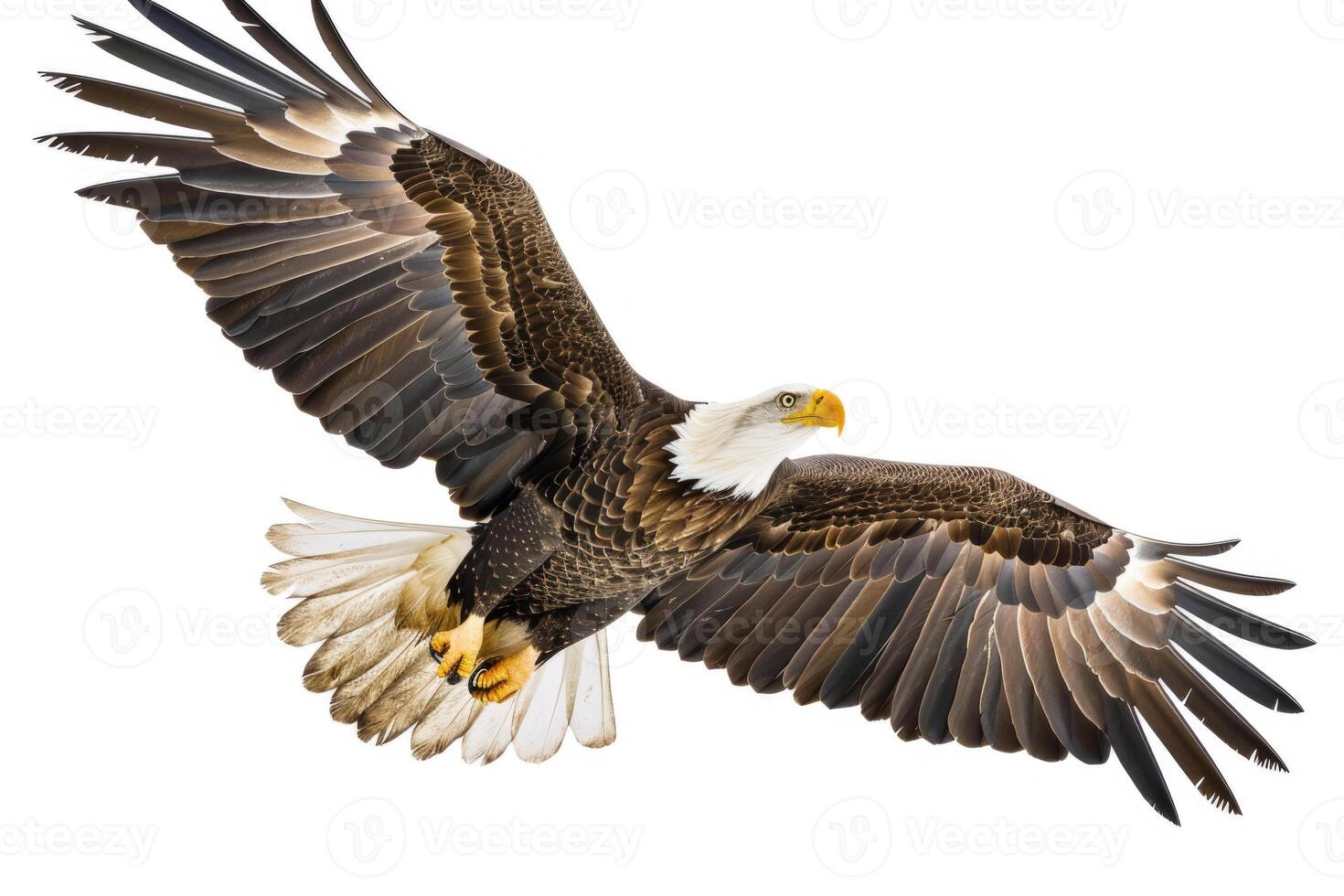 An eagle soaring with wings spread. photo