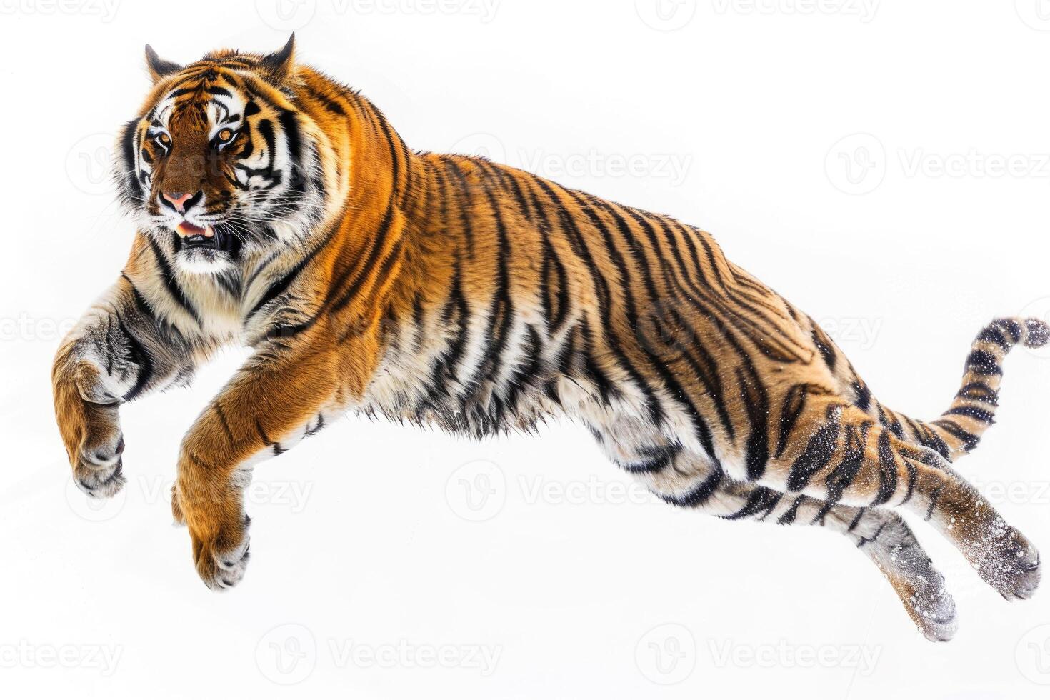 A tiger pouncing in mid-air. photo