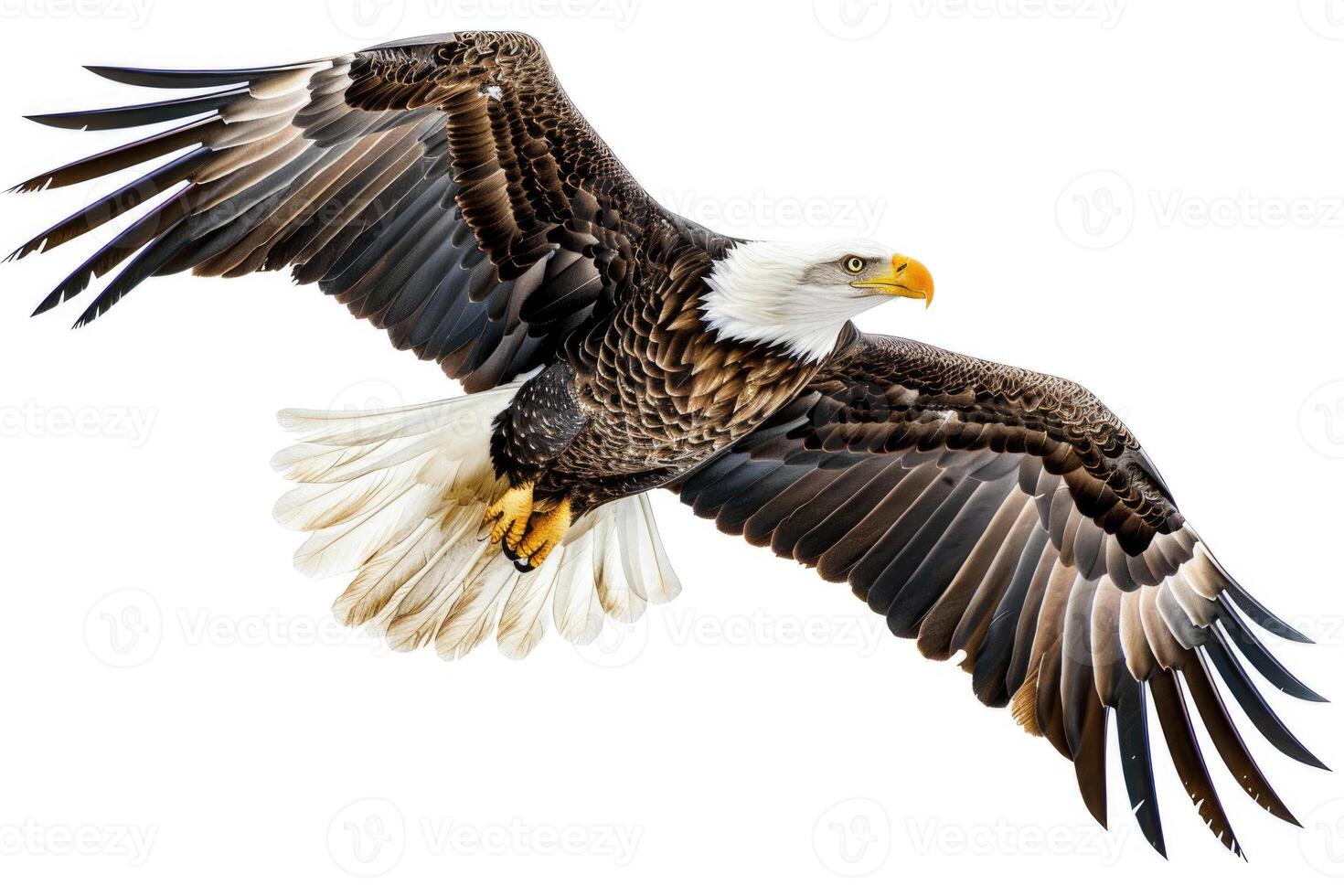 An eagle soaring with wings spread. photo