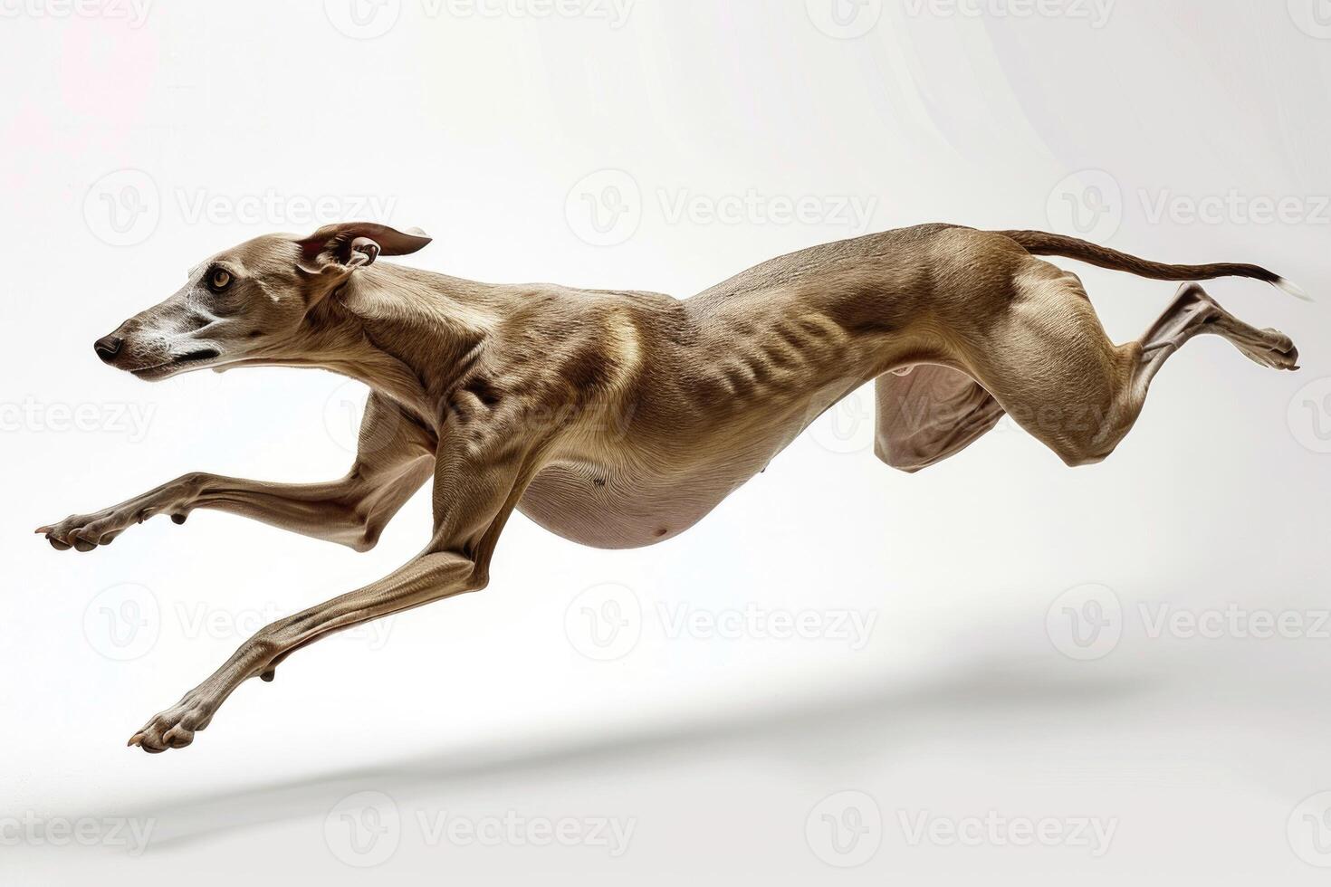 A greyhound racing at full speed. photo