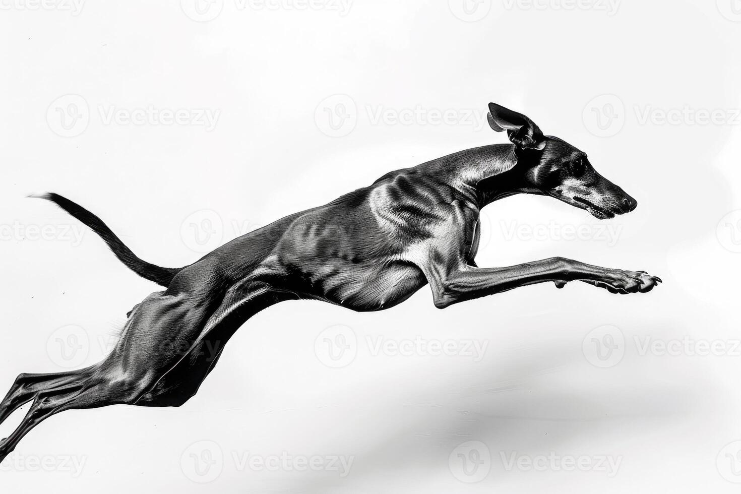 A greyhound racing at full speed. photo
