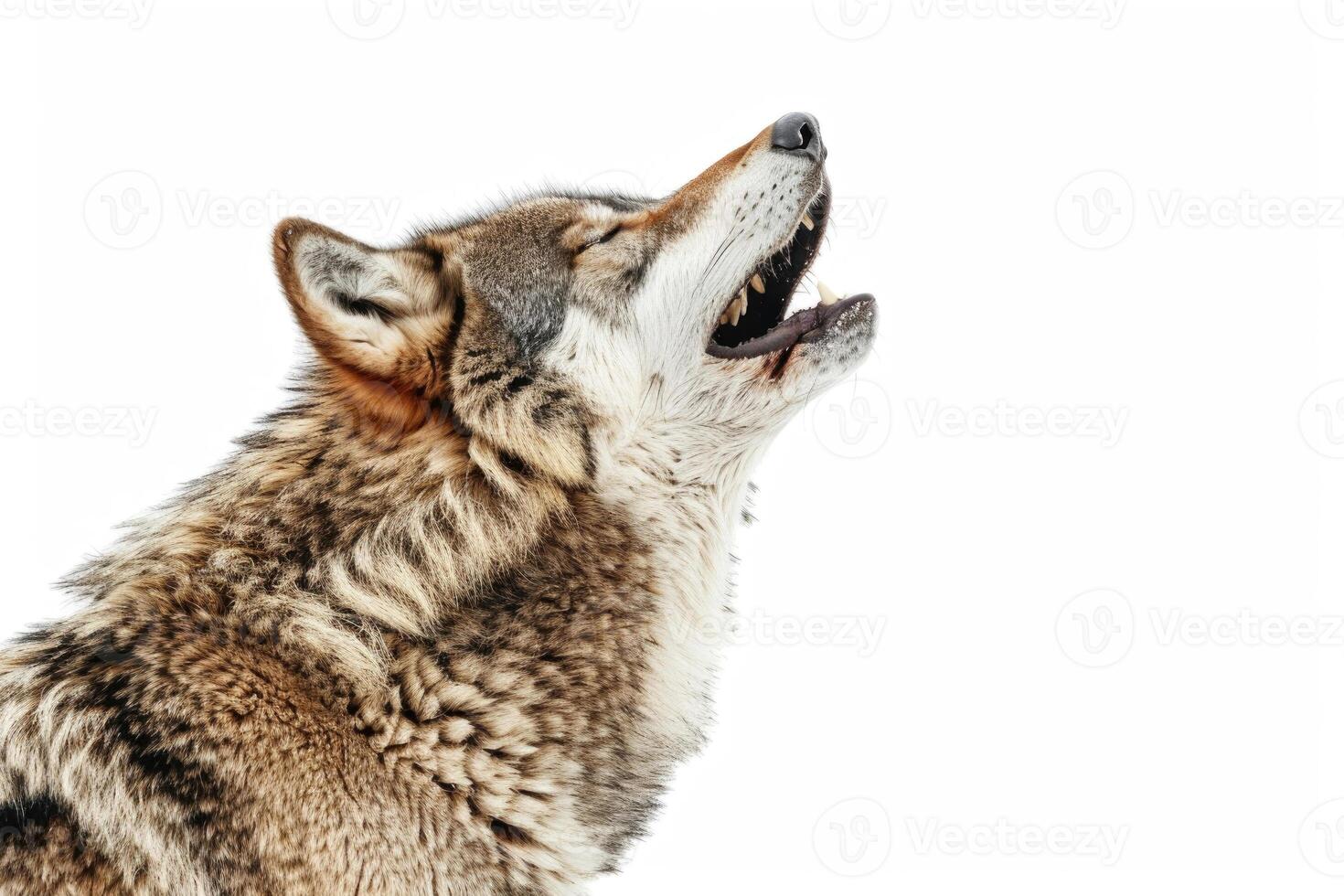 A wolf howling while standing. photo