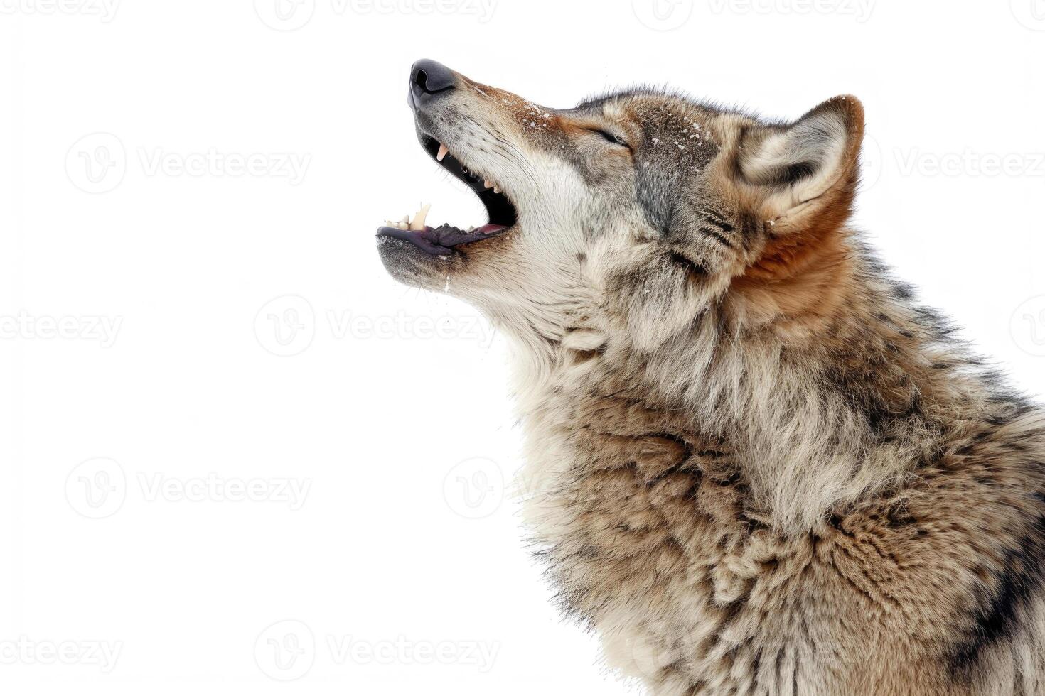 un lobo clamoroso mientras de pie. foto