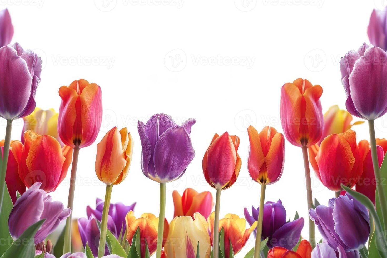 Tulip border with blank space. photo
