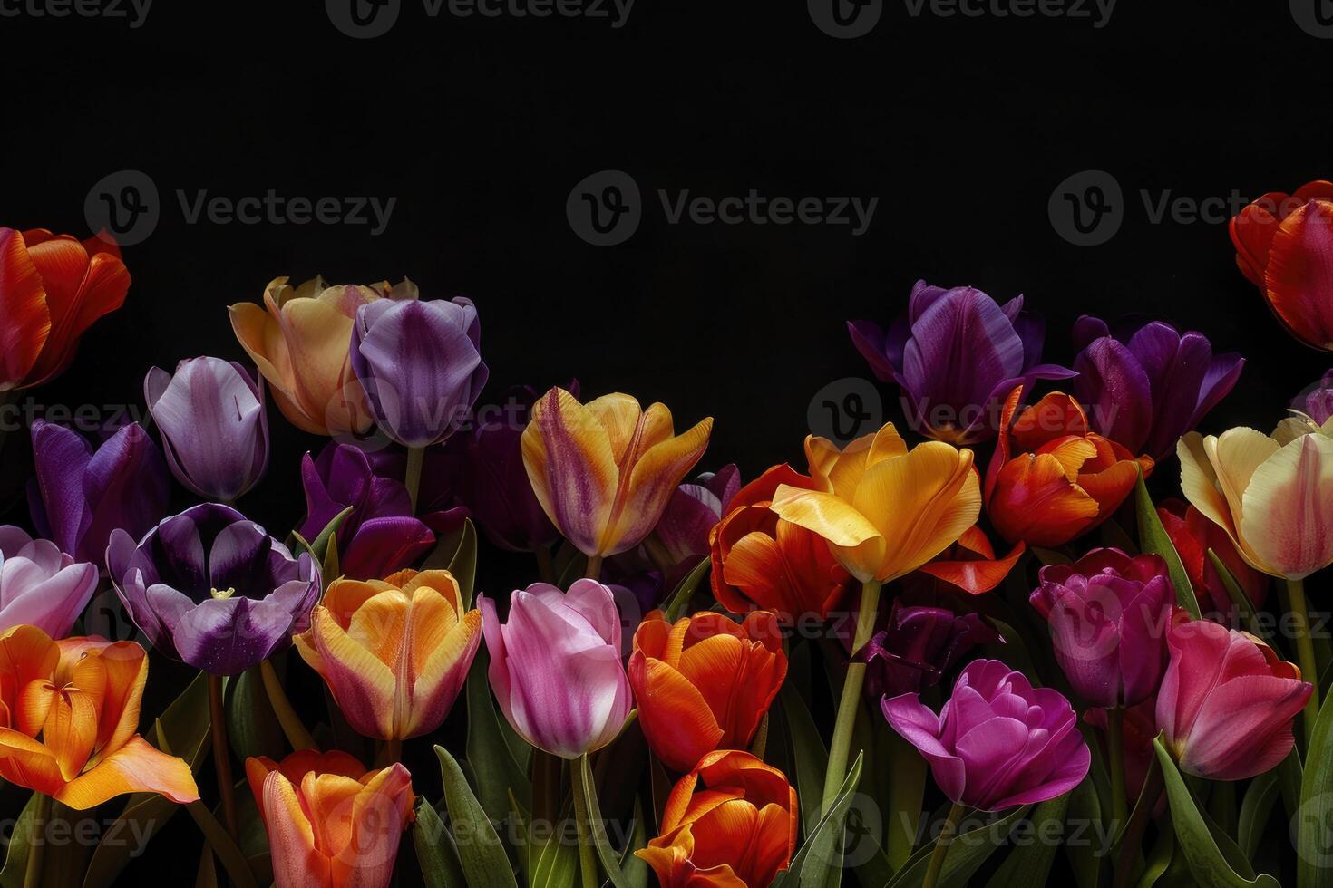 Tulip border with blank space. photo