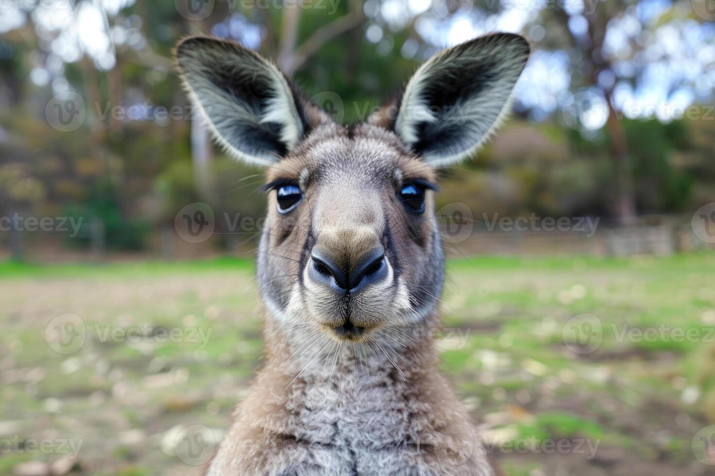 A curious kangaroo looks directly into the camera. photo