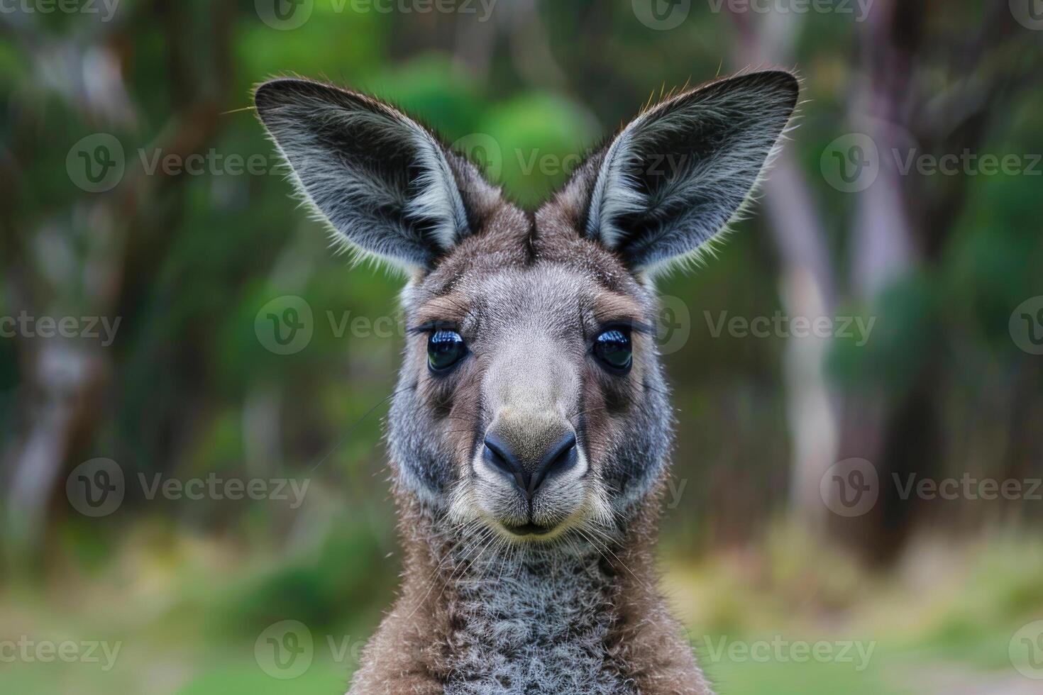 A curious kangaroo looks directly into the camera. photo