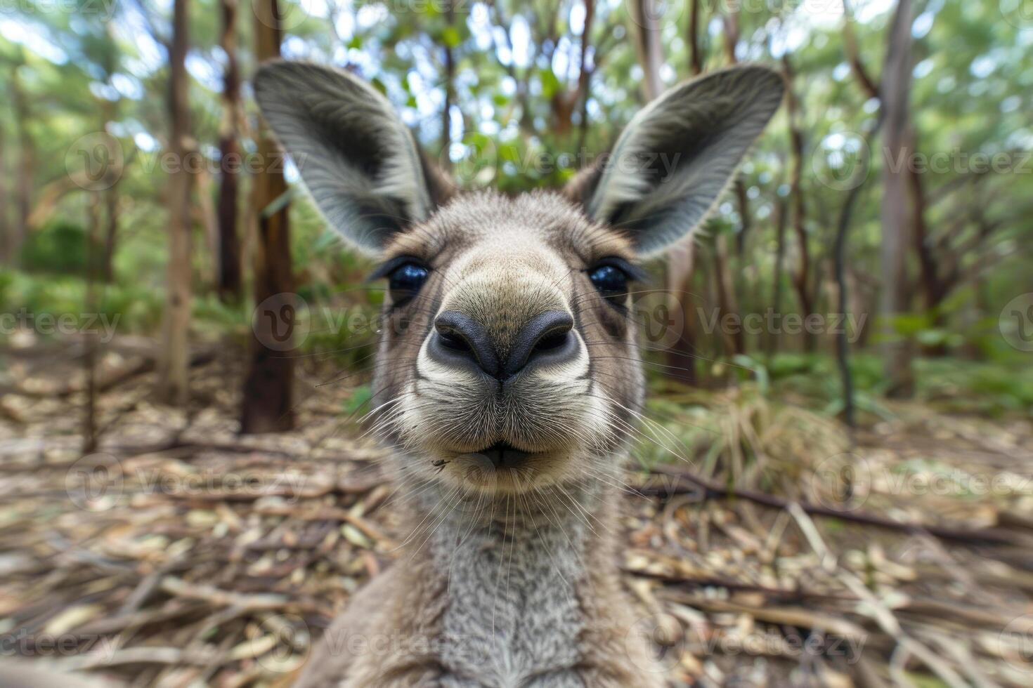A curious kangaroo looks directly into the camera. photo