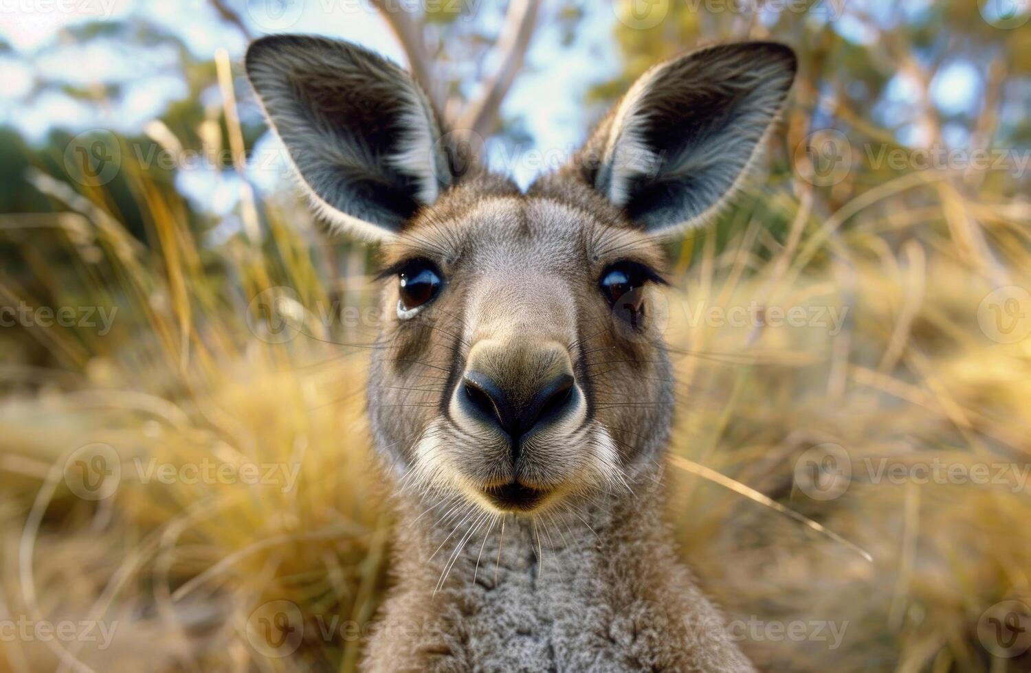 A curious kangaroo looks directly into the camera. photo