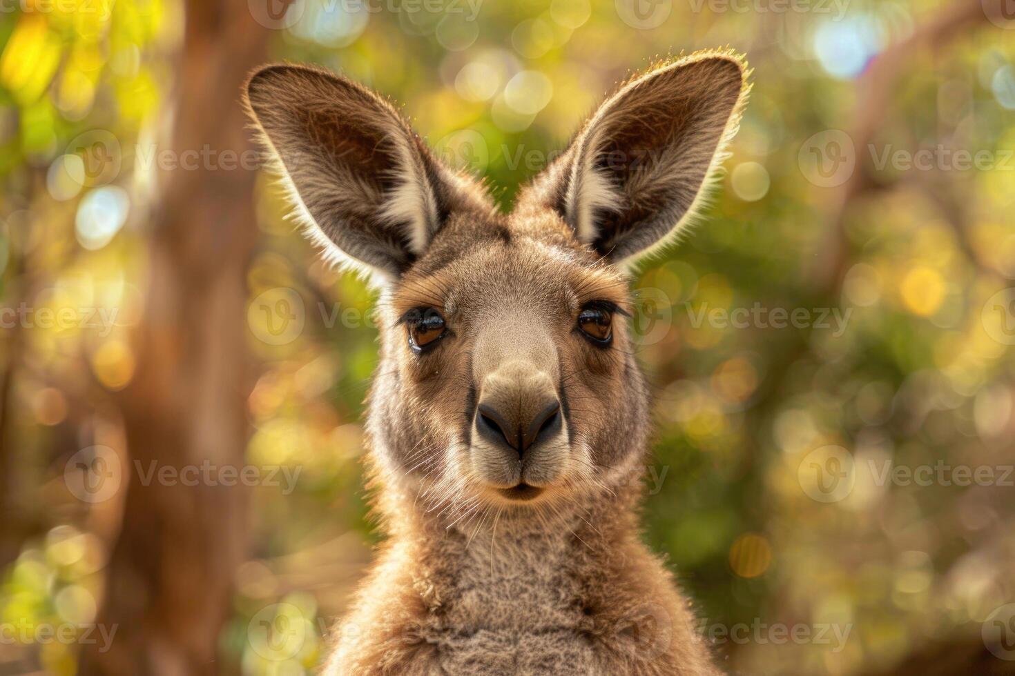 A curious kangaroo looks directly into the camera. photo