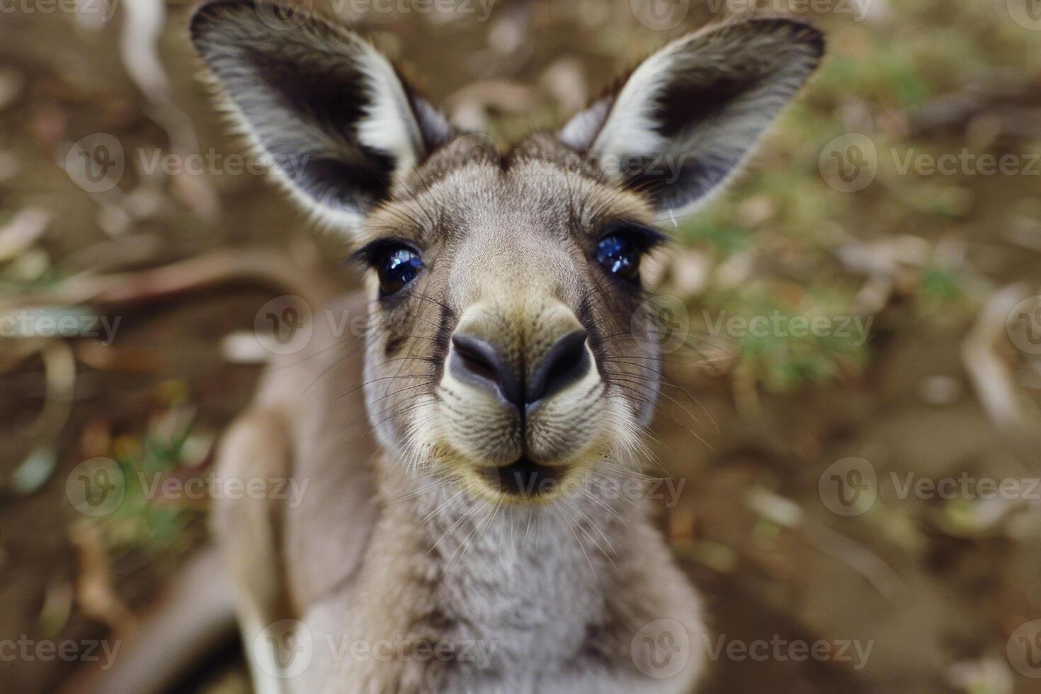 A curious kangaroo looks directly into the camera. photo