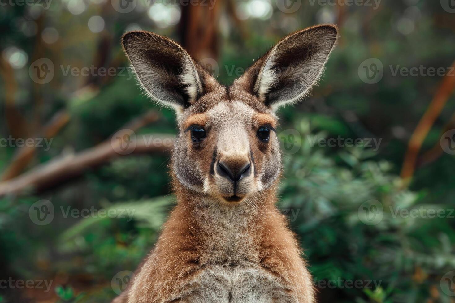 A curious kangaroo looks directly into the camera. photo