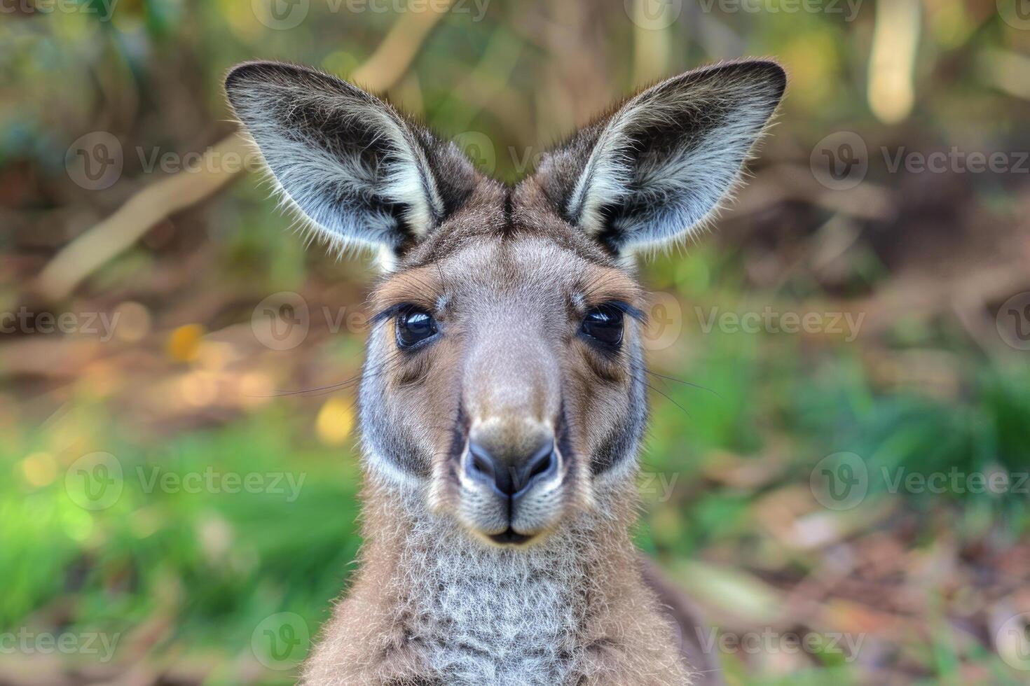 A curious kangaroo looks directly into the camera. photo