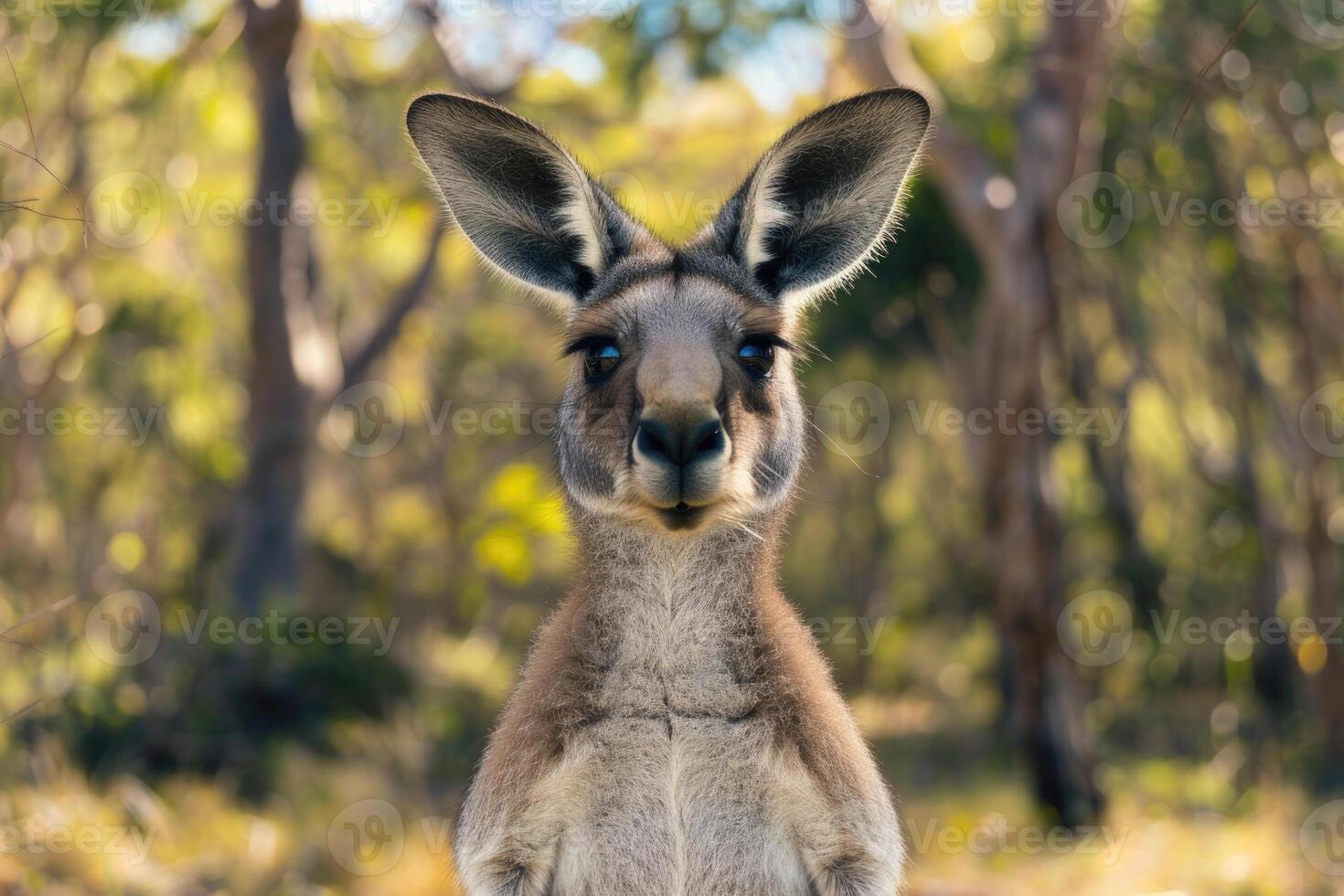 A curious kangaroo looks directly into the camera. photo