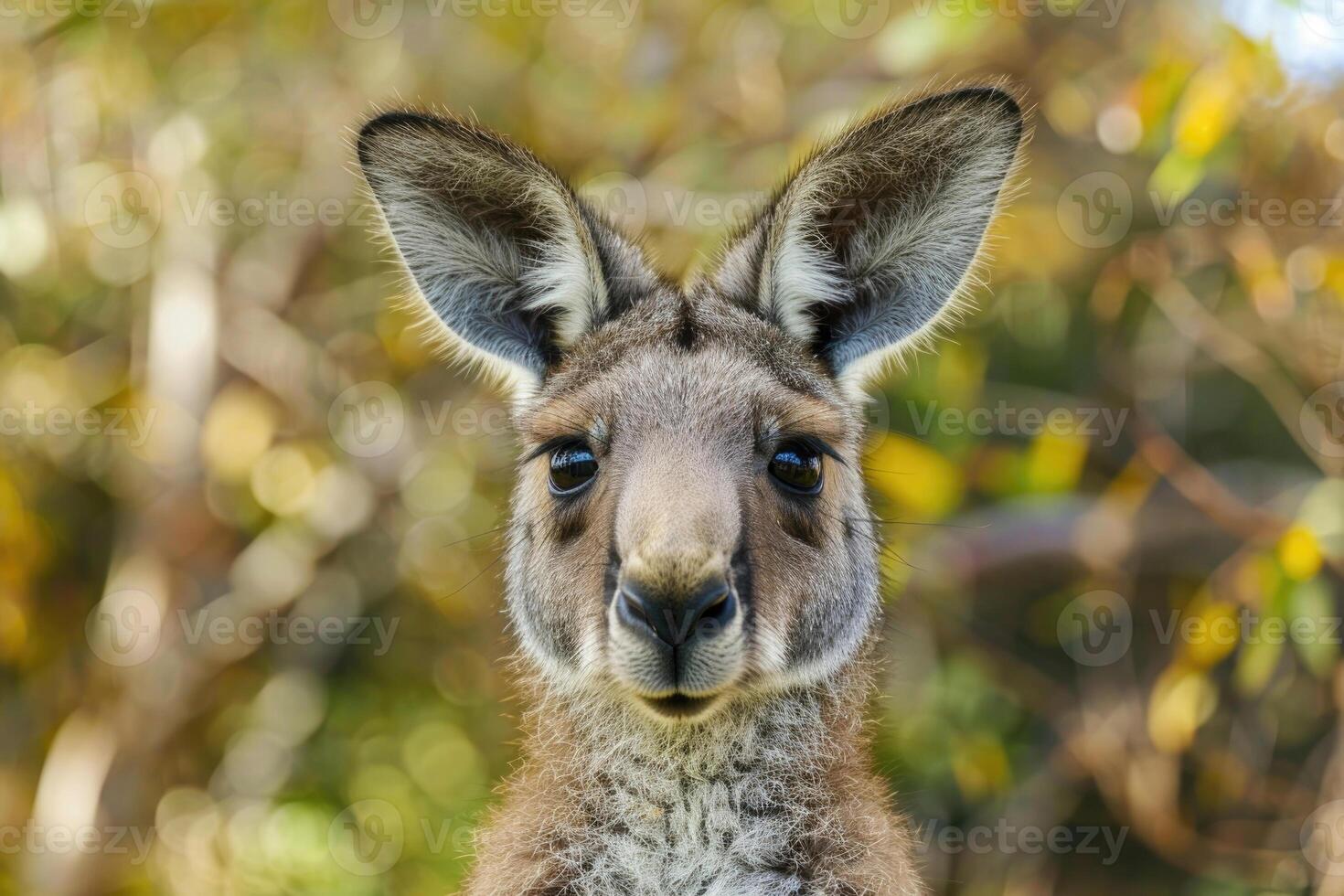 A curious kangaroo looks directly into the camera. photo
