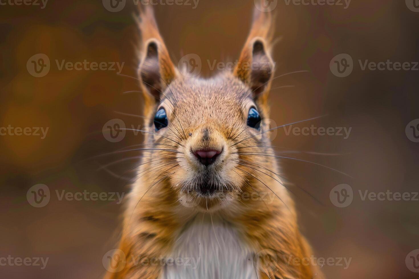 A curious squirrel looks directly into the camera. photo