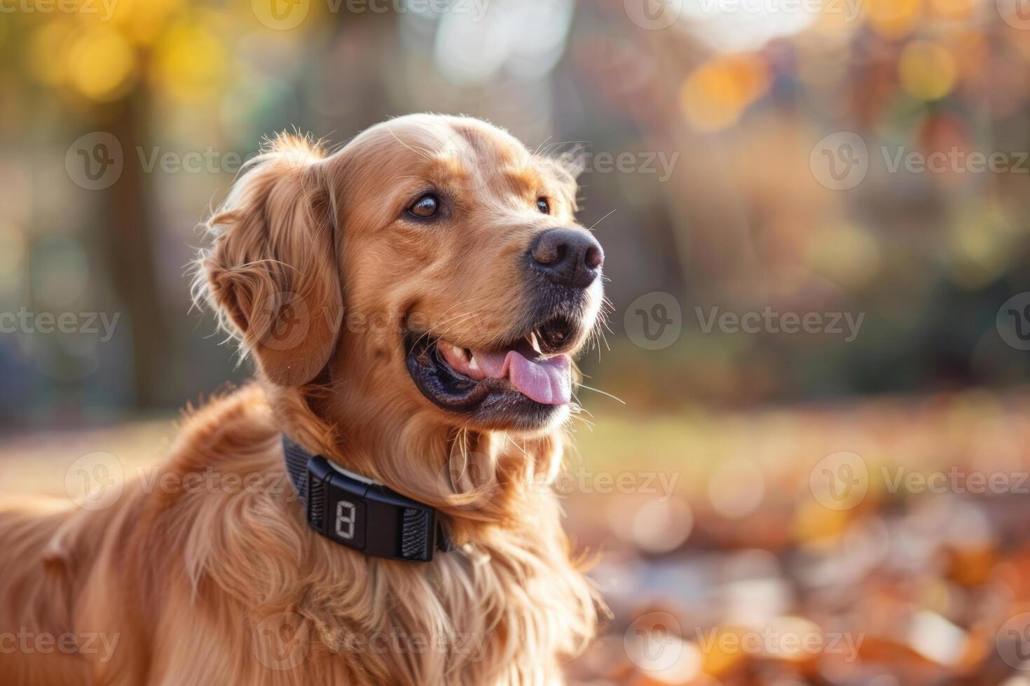 A dog wearing a smart collar that tracks its health and activity levels photo