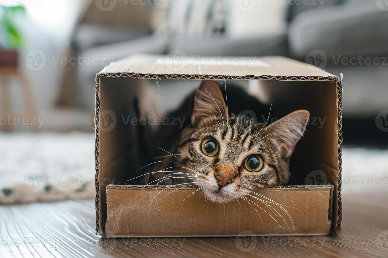 A cute cat peeking out from a cardboard box photo