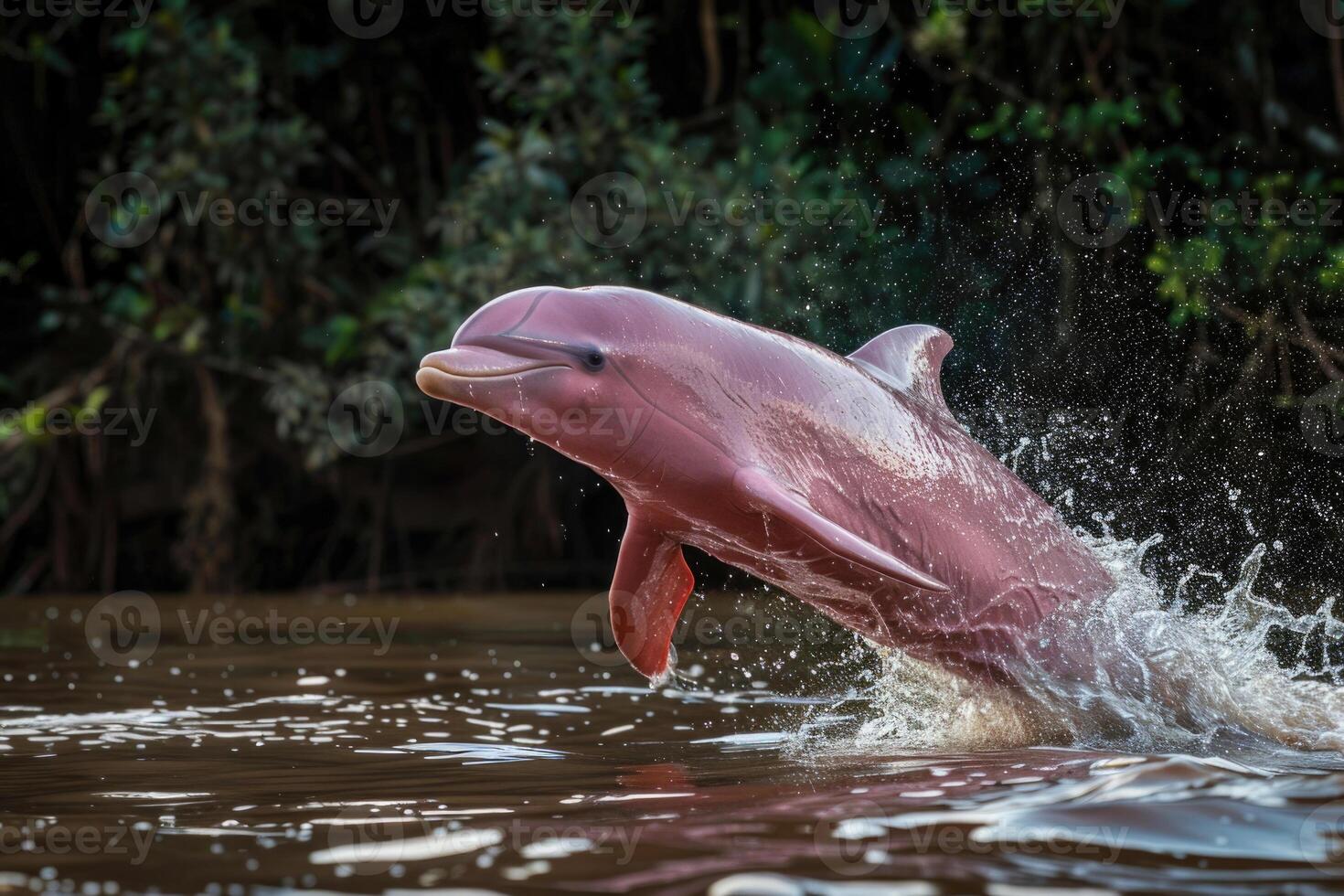 A rare and playful pink river dolphin leaping out of the water in the Amazon River photo