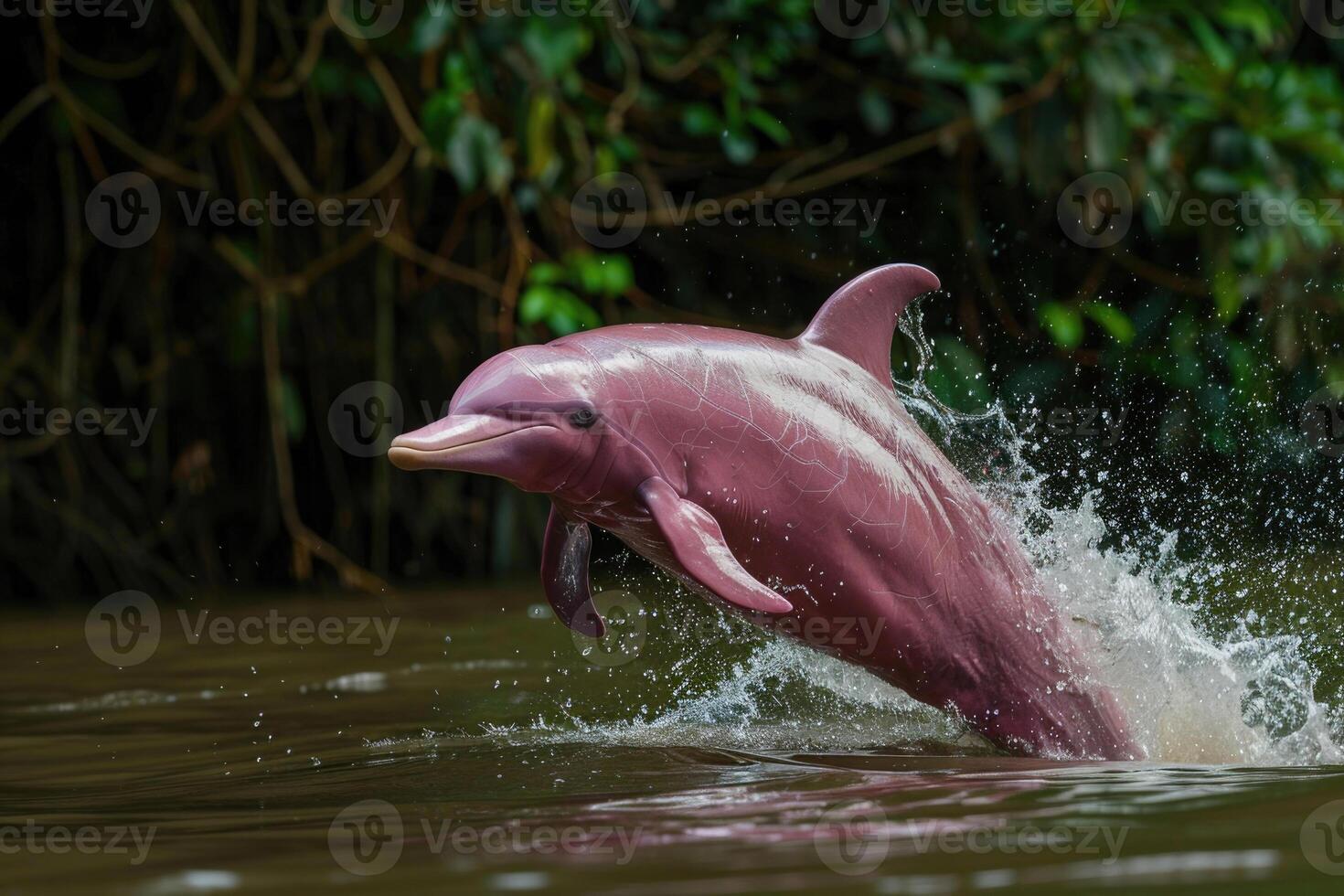 A rare and playful pink river dolphin leaping out of the water in the Amazon River photo