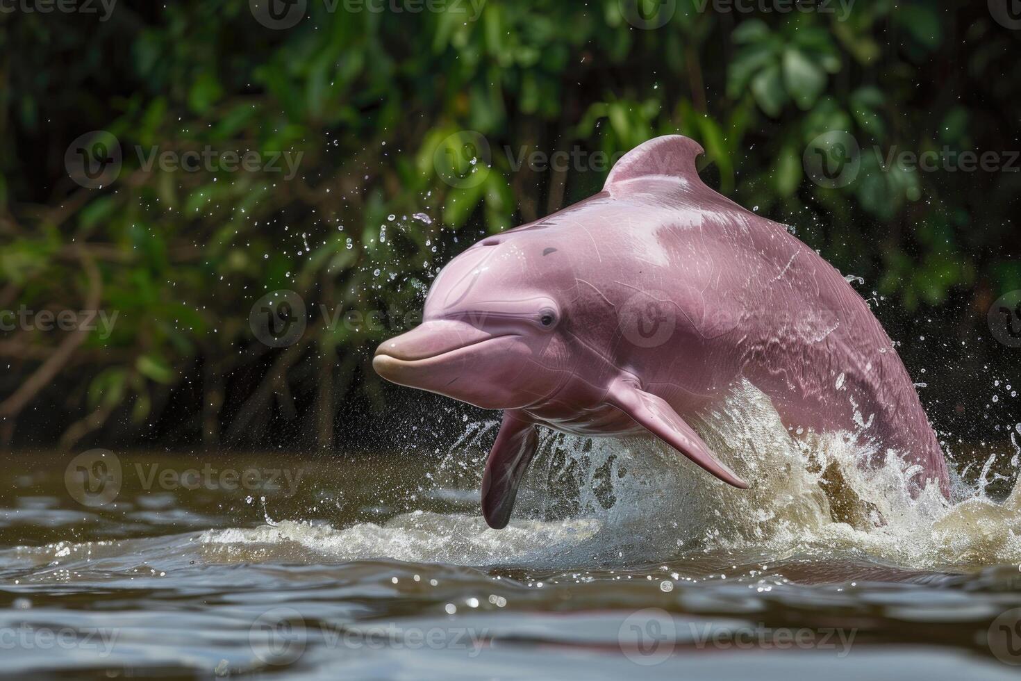 A rare and playful pink river dolphin leaping out of the water in the Amazon River photo