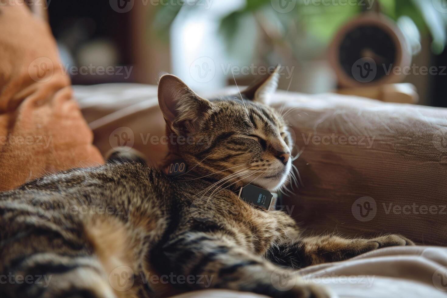 A cat wearing a fitness tracker on its collar, lounging comfortably photo