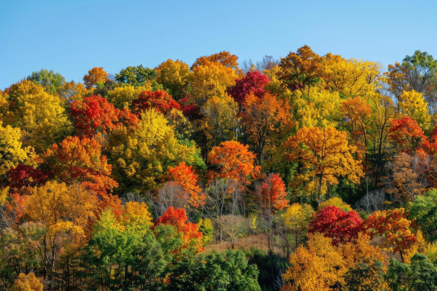 A rolling hillside covered in colorful autumn trees photo