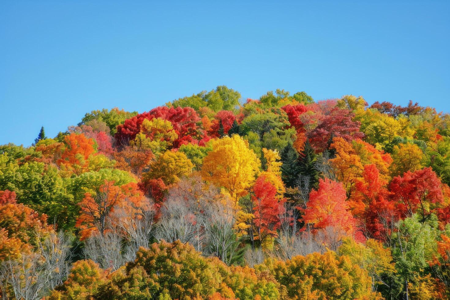 A rolling hillside covered in colorful autumn trees photo