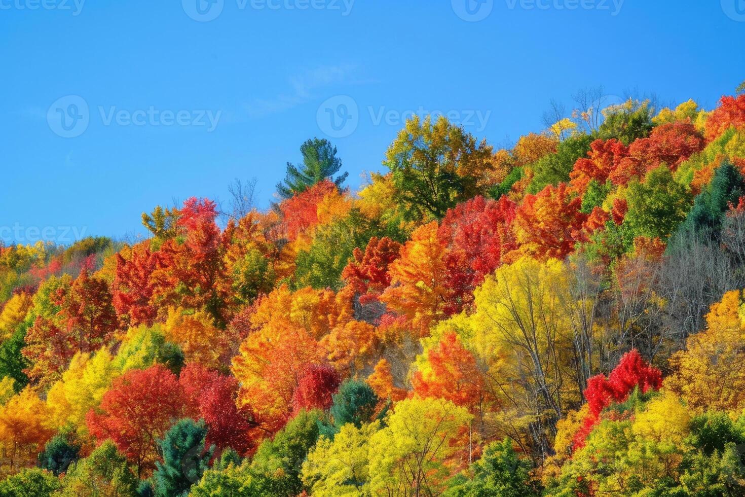 A rolling hillside covered in colorful autumn trees photo