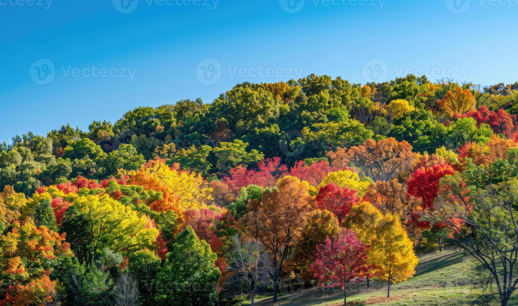 A rolling hillside covered in colorful autumn trees photo