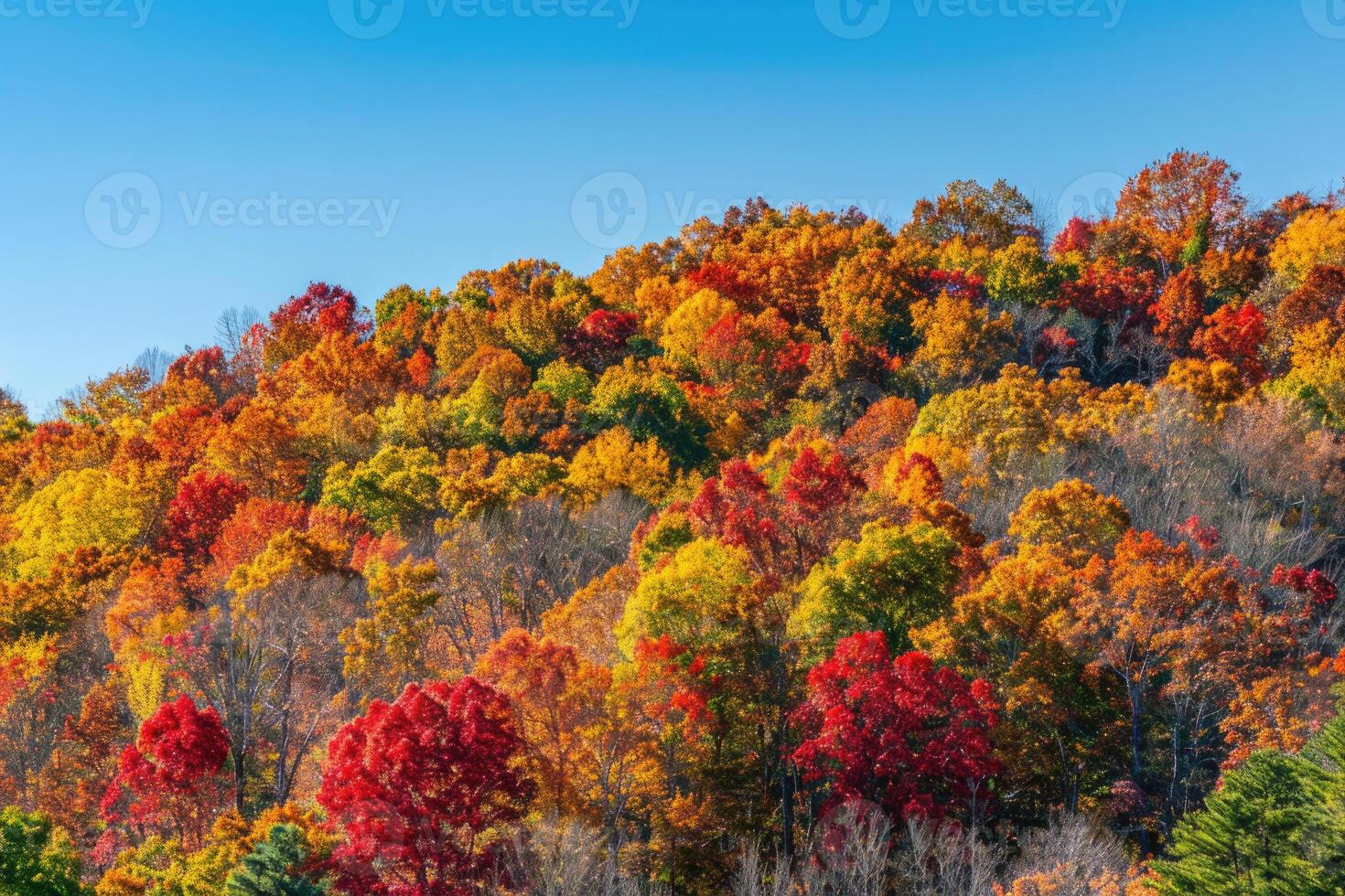 A rolling hillside covered in colorful autumn trees photo