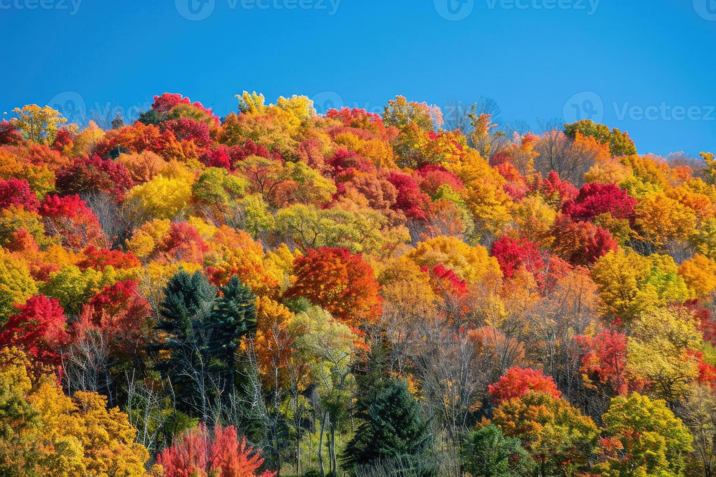 A rolling hillside covered in colorful autumn trees photo