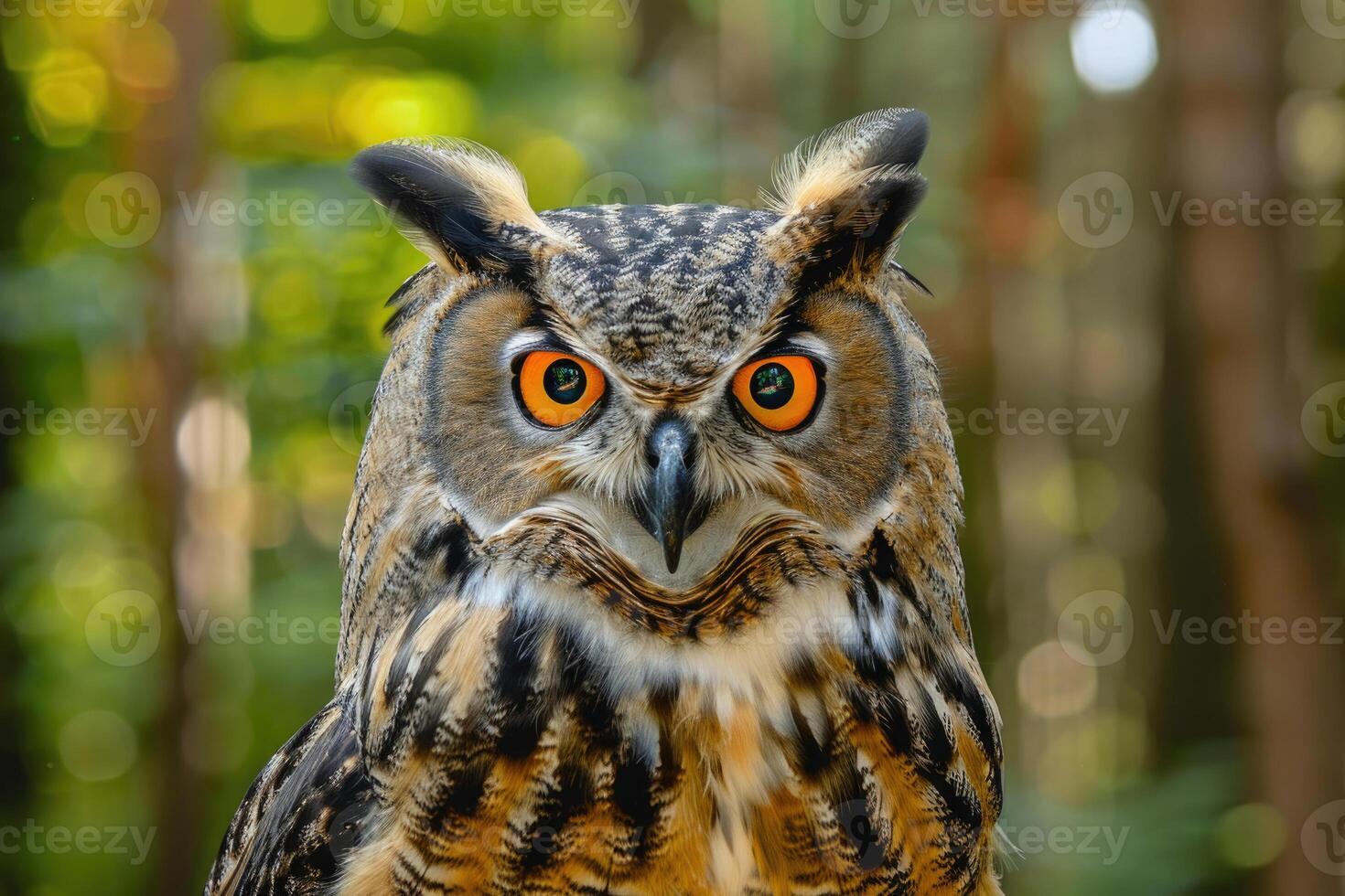 A curious owl looks directly into the camera. photo